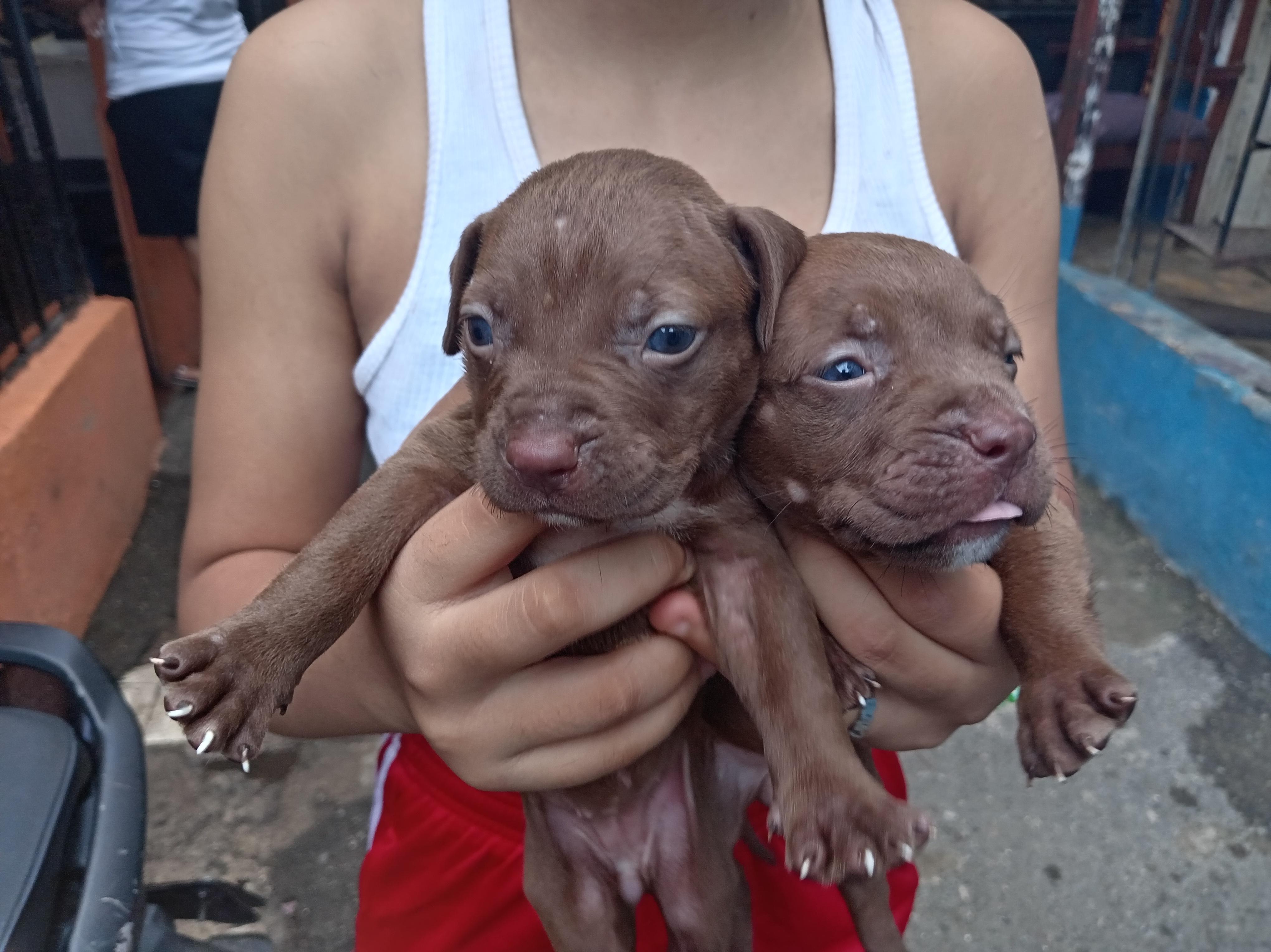 cachorros pitbull bully blue Foto 7293000-9.jpg