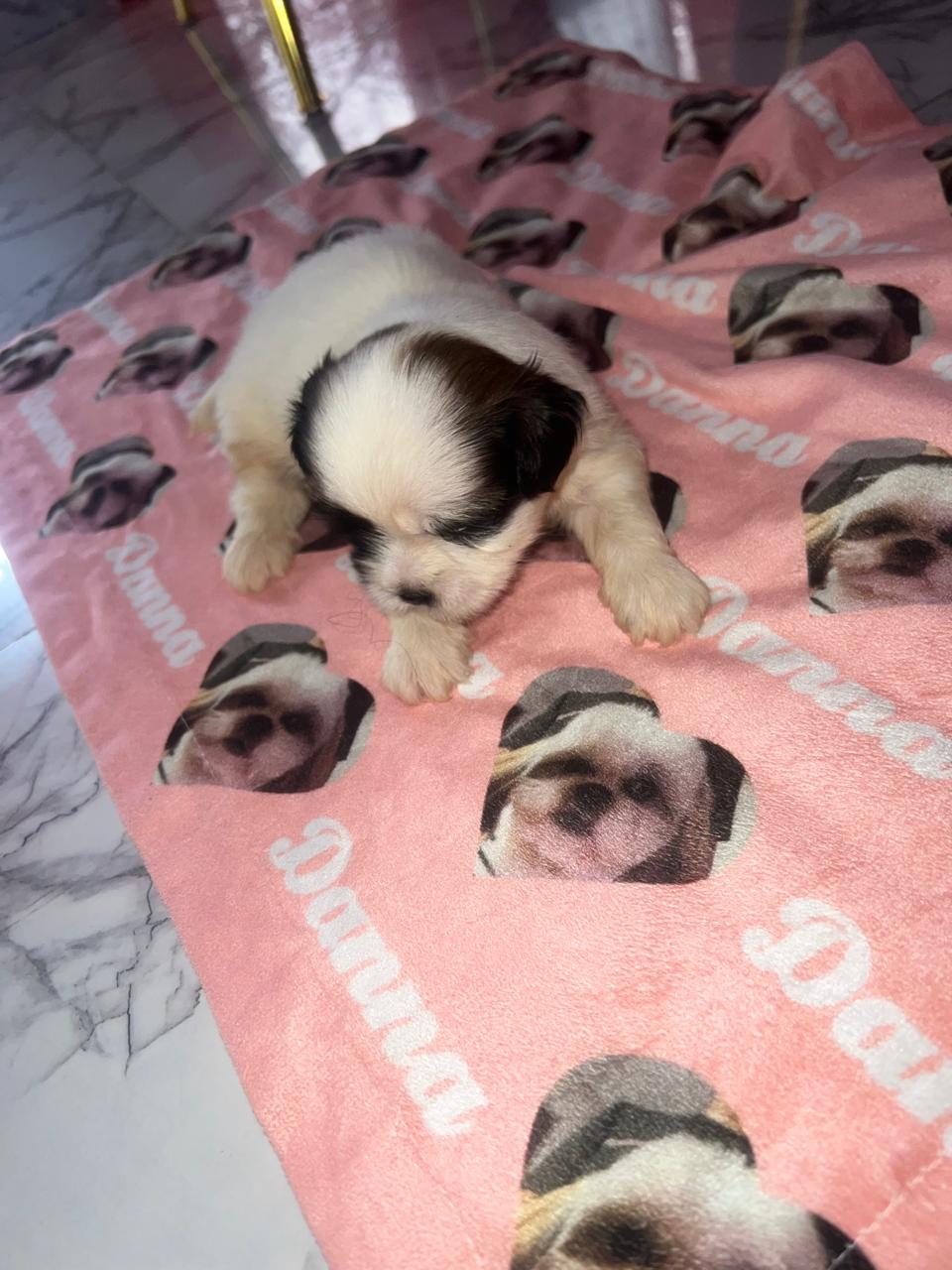 adorable Shih Tzu INF WS 8496360797 Foto 7293267-1.jpg