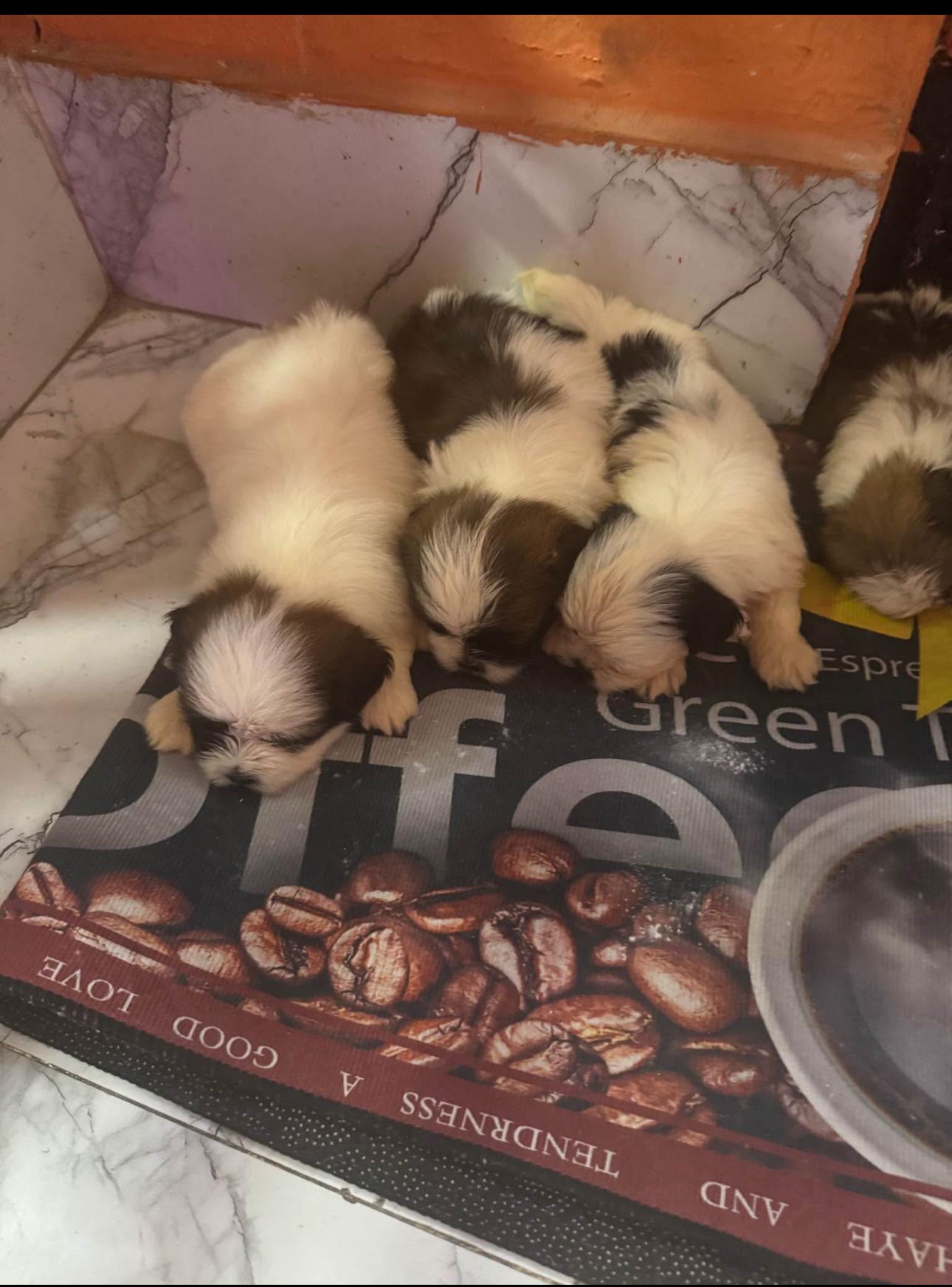adorable Shih Tzu INF WS 8496360797 Foto 7293267-3.jpg