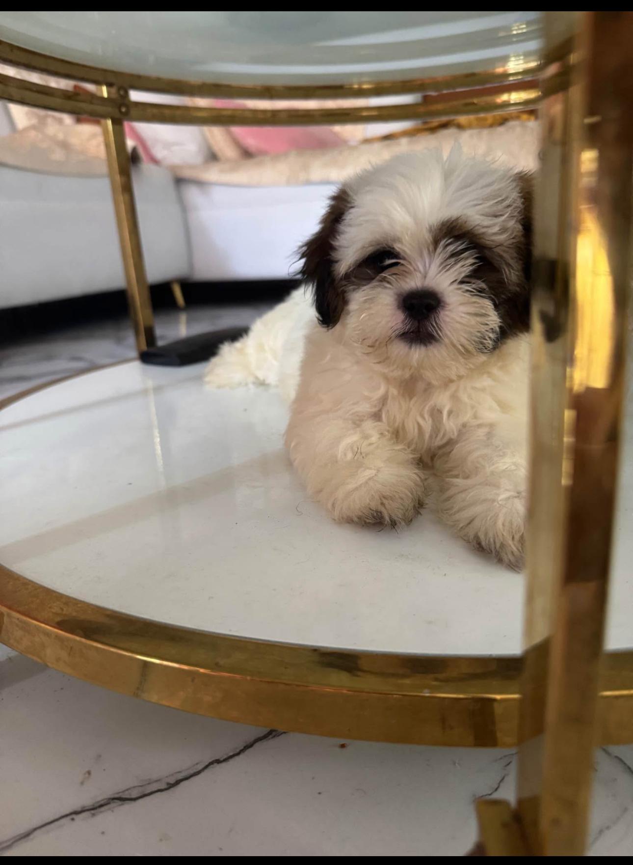 Cachorro Shih Tzu INF WS 8496360797 Foto 7293271-2.jpg
