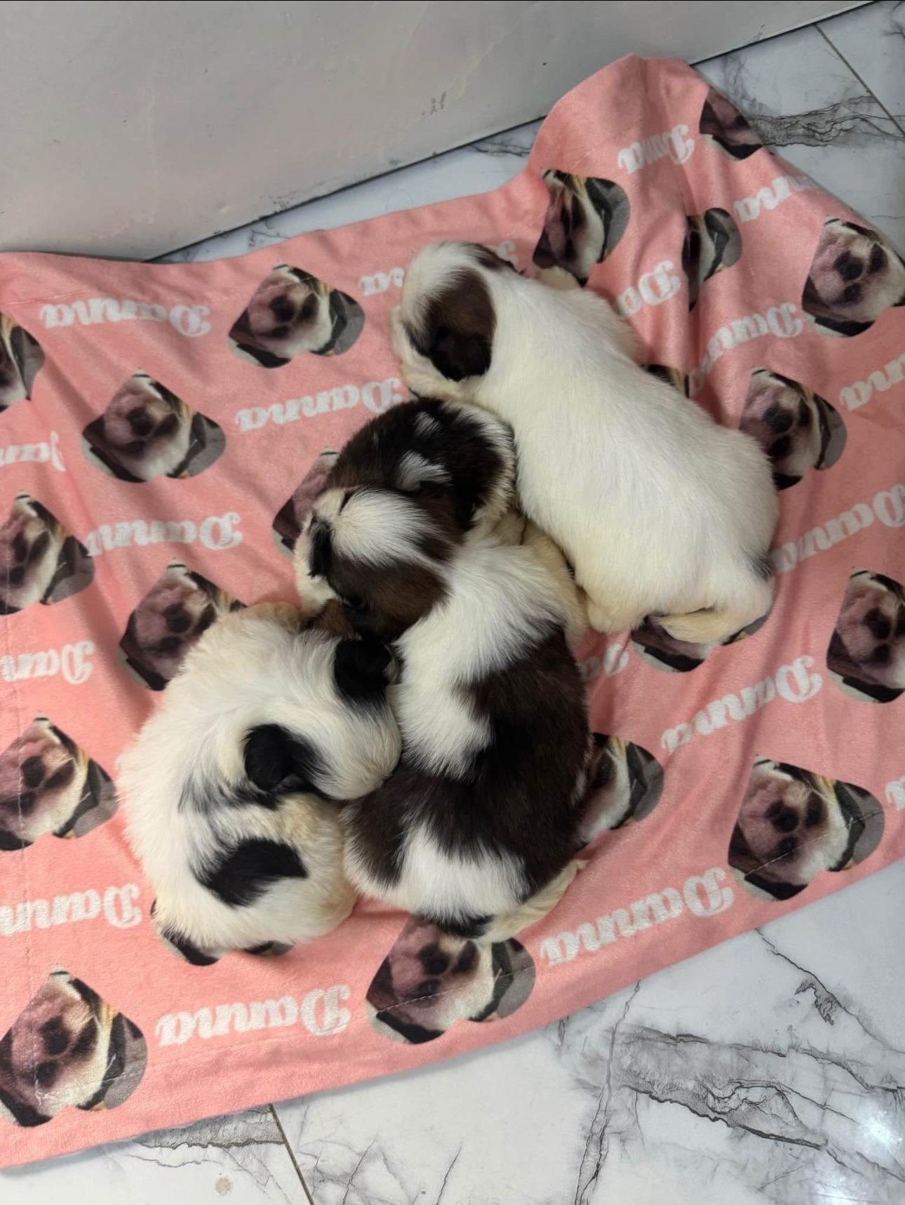 Cachorro Shih Tzu INF WS 8496360797 Foto 7293271-3.jpg