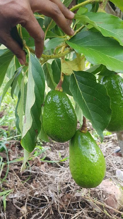 Finca de Aguacates y Cocos con TITULO DE PROPIEDAD Foto 7293642-4.jpg