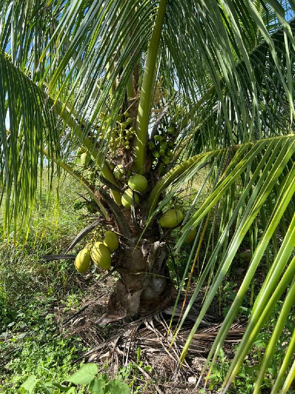 Finca de Aguacates y Cocos con TITULO DE PROPIEDAD Foto 7293642-7.jpg