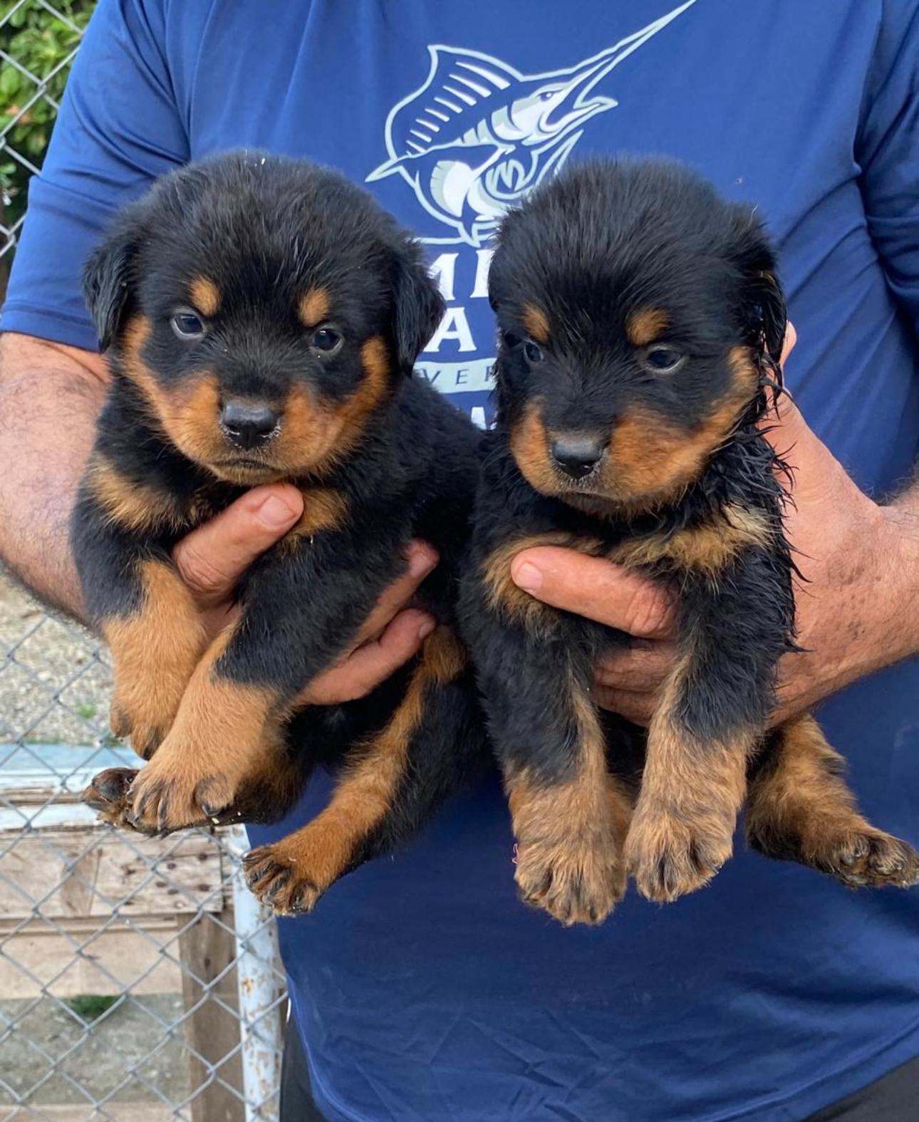 Rottweiler Ambos Sexos  Foto 7293650-3.jpg
