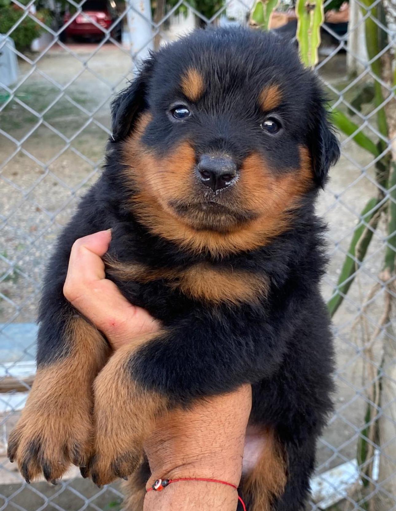 Rottweiler Ambos Sexos  Foto 7293650-4.jpg
