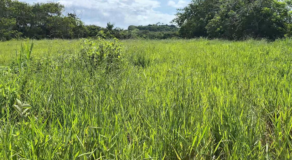 Finca de 106 Tareas con vocación Agrícola y Ganadera en  sabana Grande Foto 7293690-6.jpg