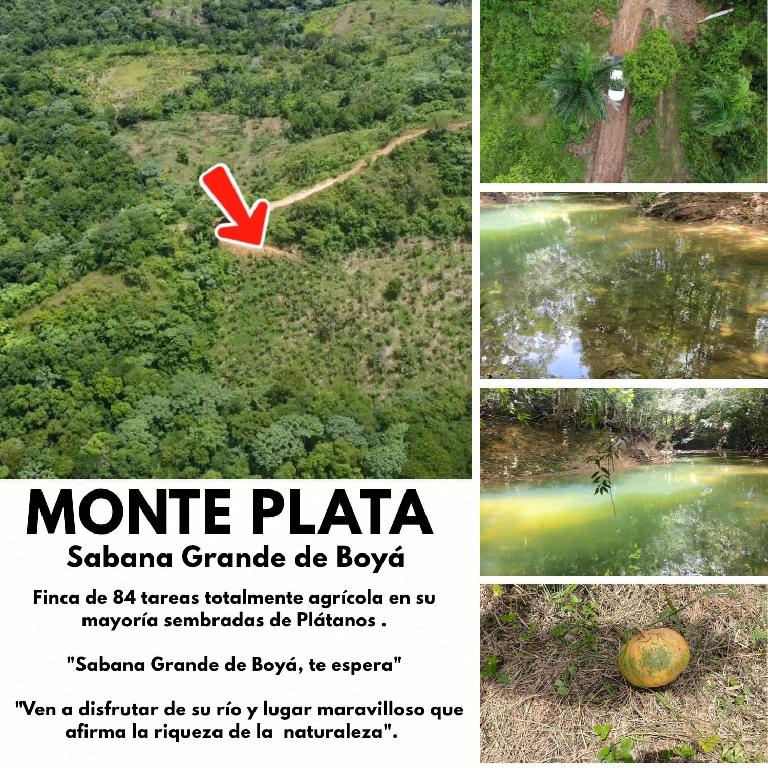 Oportunidad finca de 84 tareas totalmente agrícola en su mayoría sembr Foto 7293701-1.jpg
