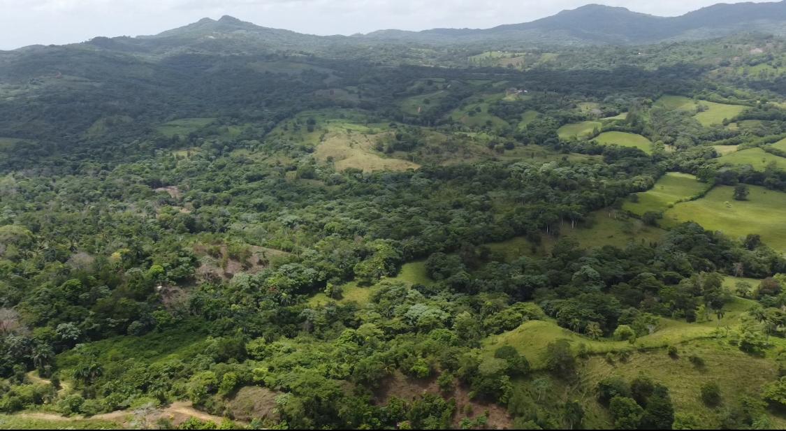 Oportunidad finca de 84 tareas totalmente agrícola en su mayoría sembr Foto 7293701-8.jpg