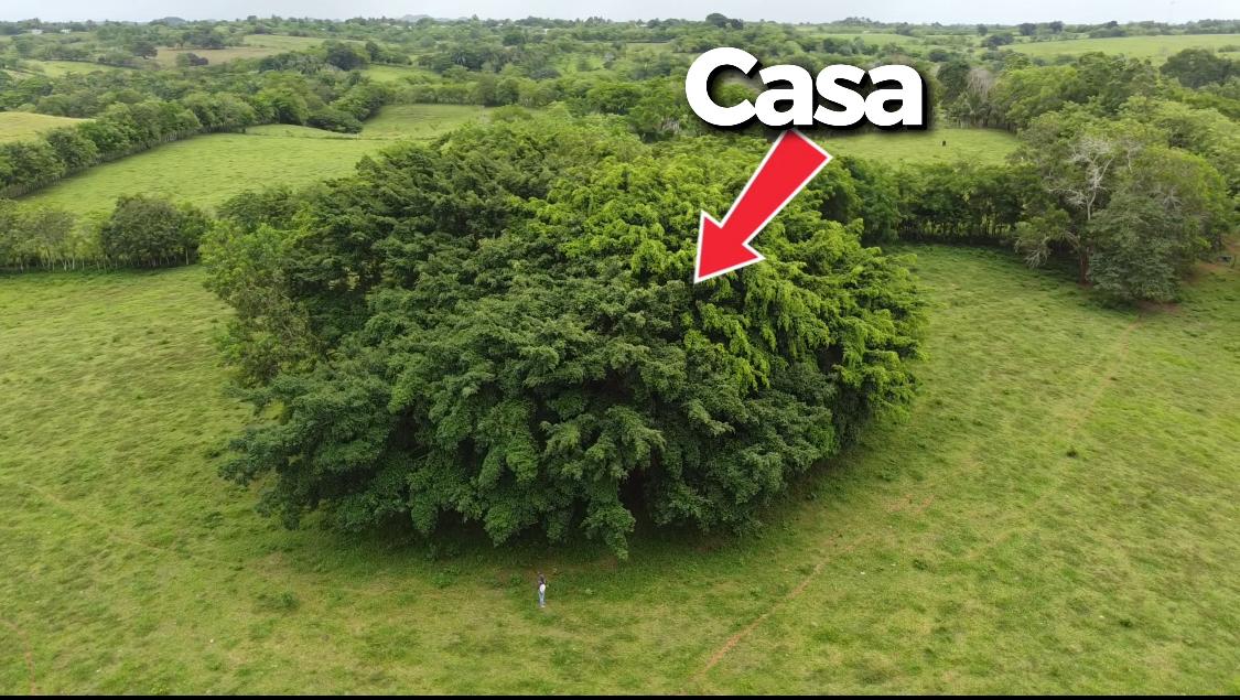 ganadería y agricultura con casa campestre a Mejorar en Sabana Grande  Foto 7293706-2.jpg