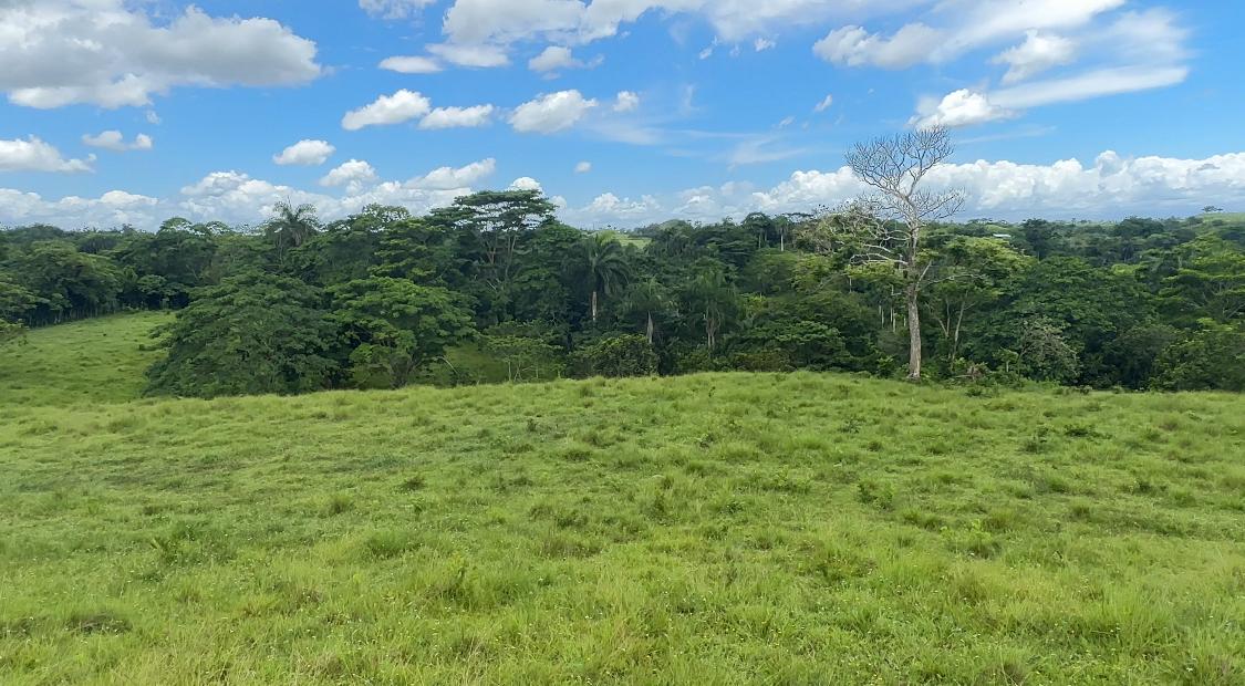 ganadería y agricultura con casa campestre a Mejorar en Sabana Grande  Foto 7293706-4.jpg