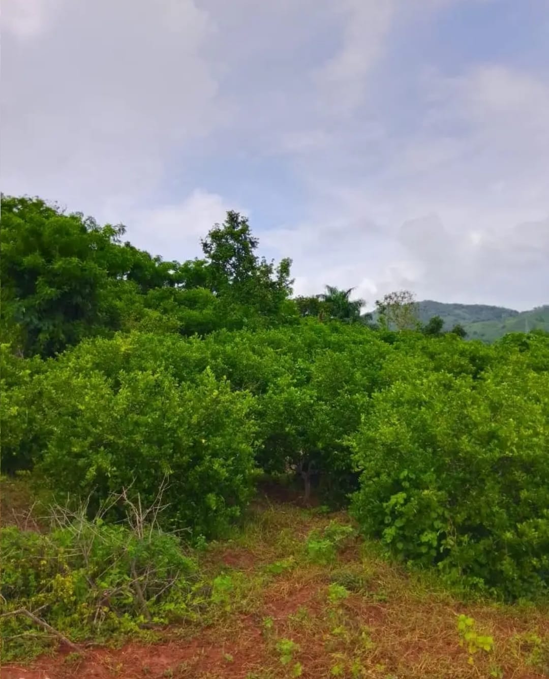 Oportunidad finca de 3260 tareas apta para la ganadería y agricultura  Foto 7293742-3.jpg