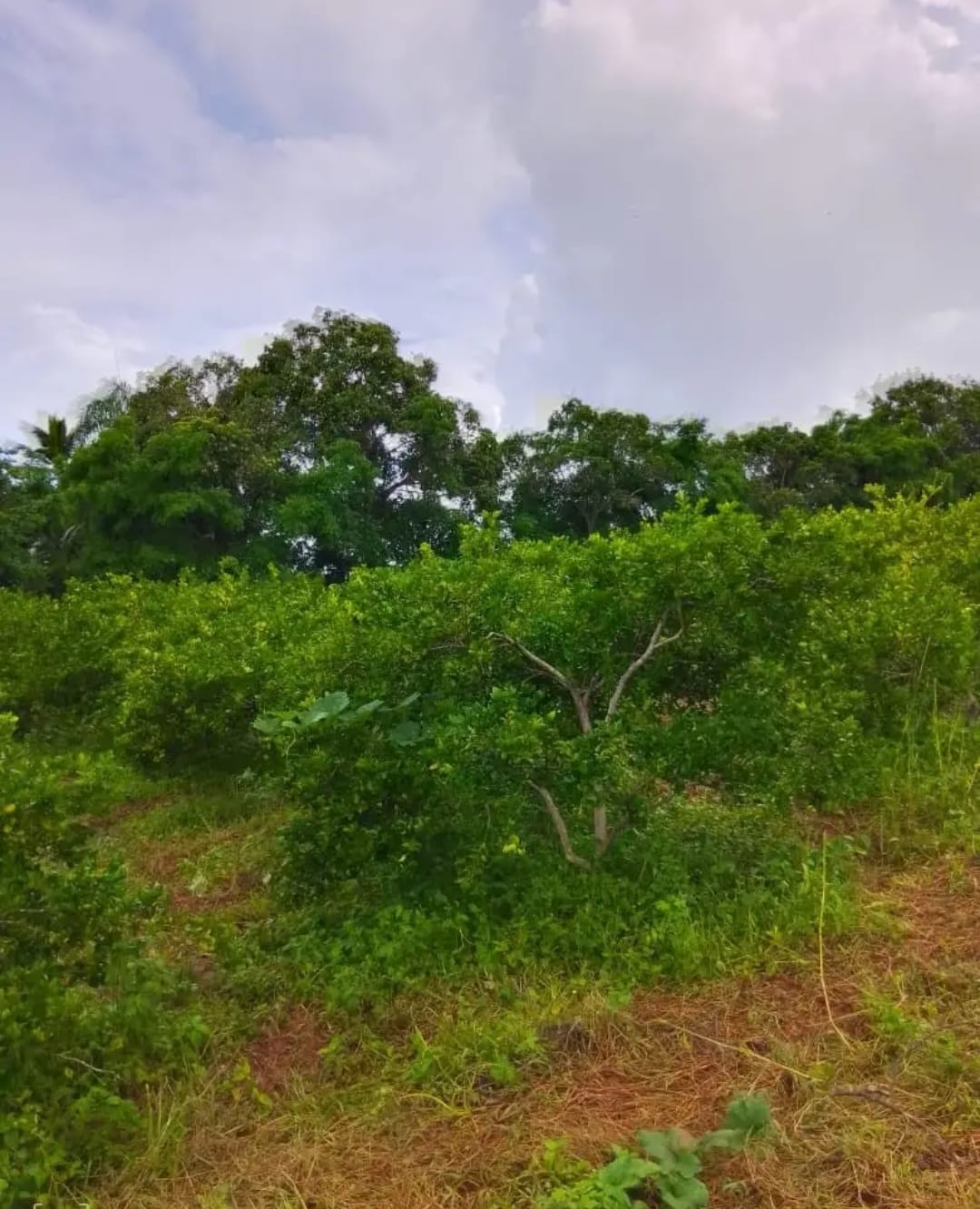 Oportunidad finca de 3260 tareas apta para la ganadería y agricultura  Foto 7293742-5.jpg
