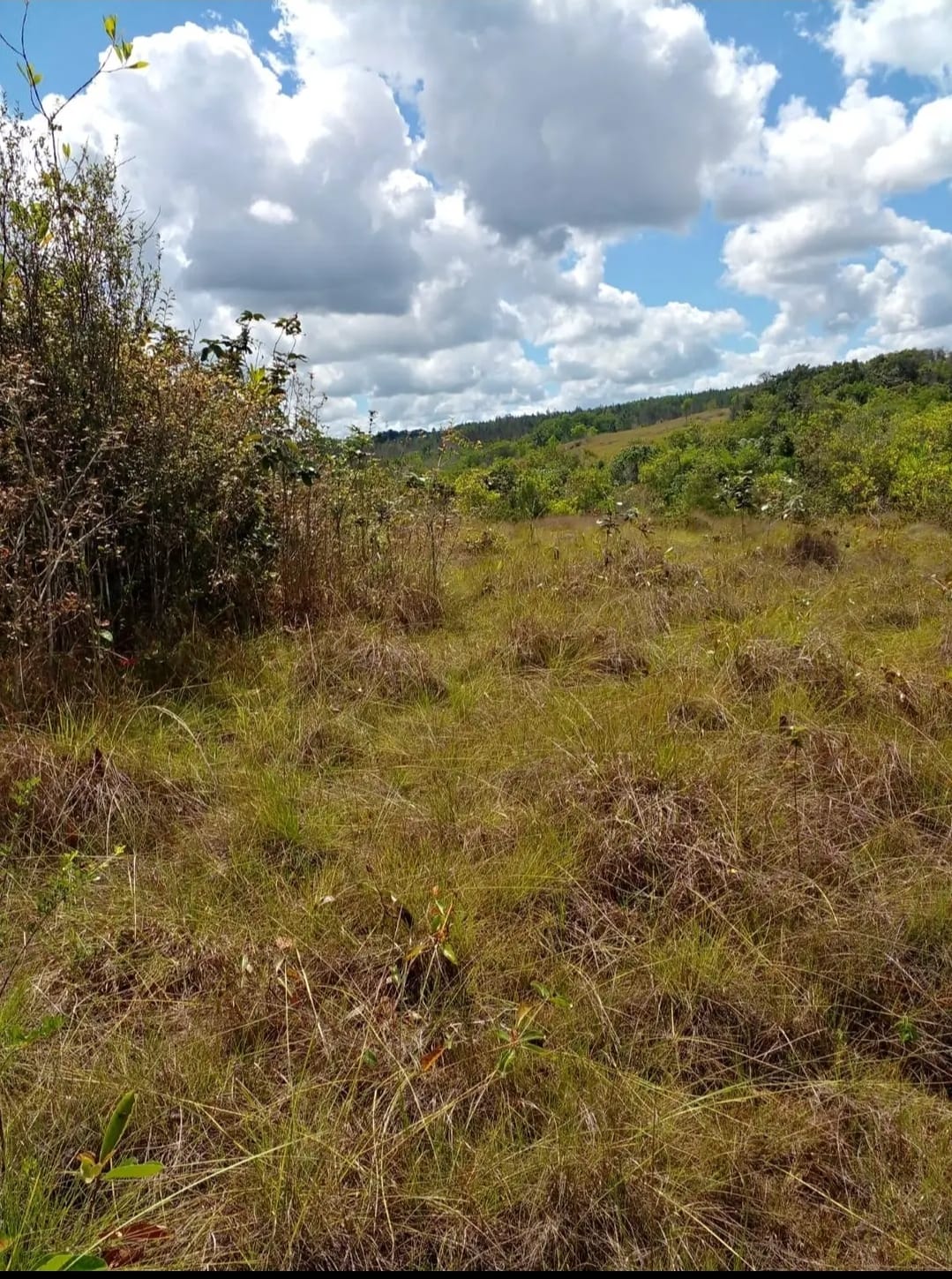 Oportunidad finca de 3260 tareas apta para la ganadería y agricultura  Foto 7293742-6.jpg