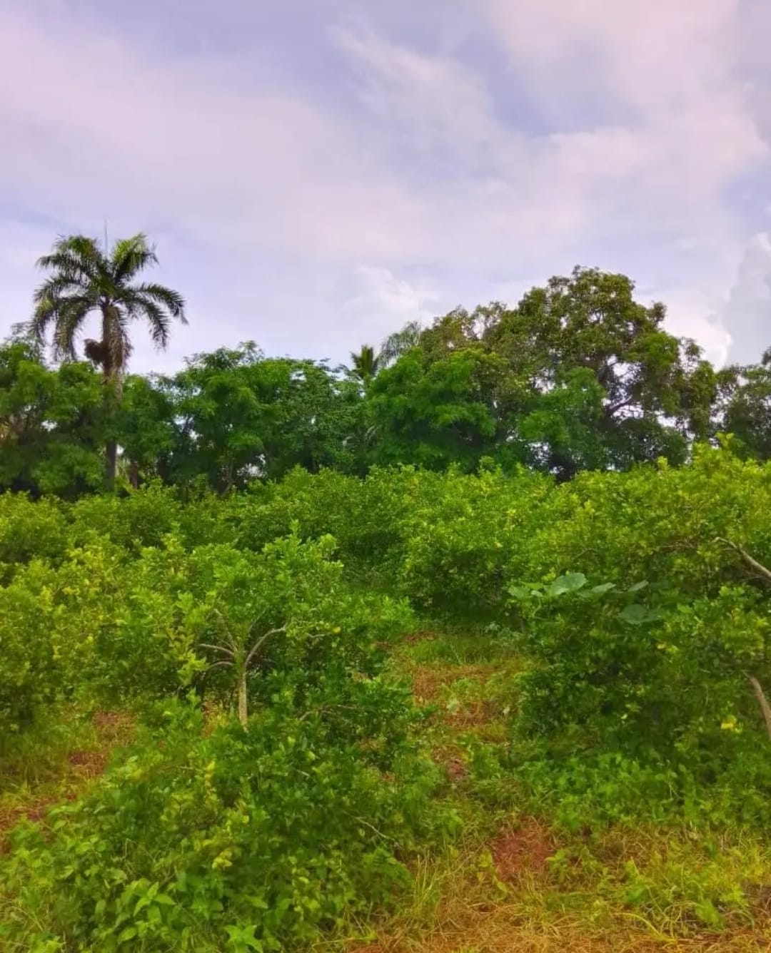 Oportunidad finca de 3260 tareas apta para la ganadería y agricultura  Foto 7293742-7.jpg