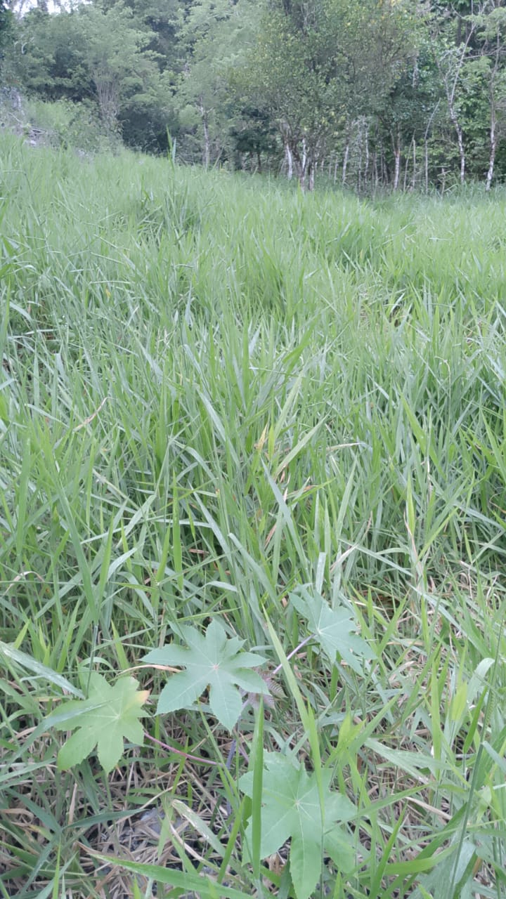 Oportunidad finca de 850 tareas con vocación ganaderra y agrícola en J Foto 7293752-2.jpg