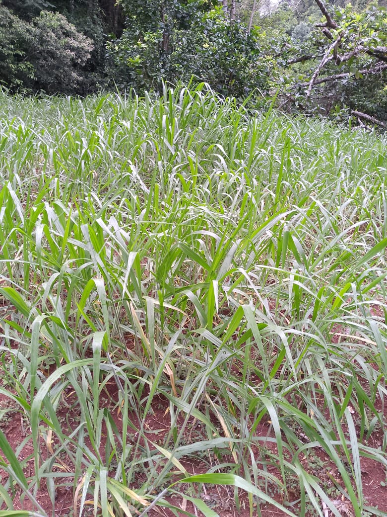 Oportunidad finca de 850 tareas con vocación ganaderra y agrícola en J Foto 7293752-3.jpg
