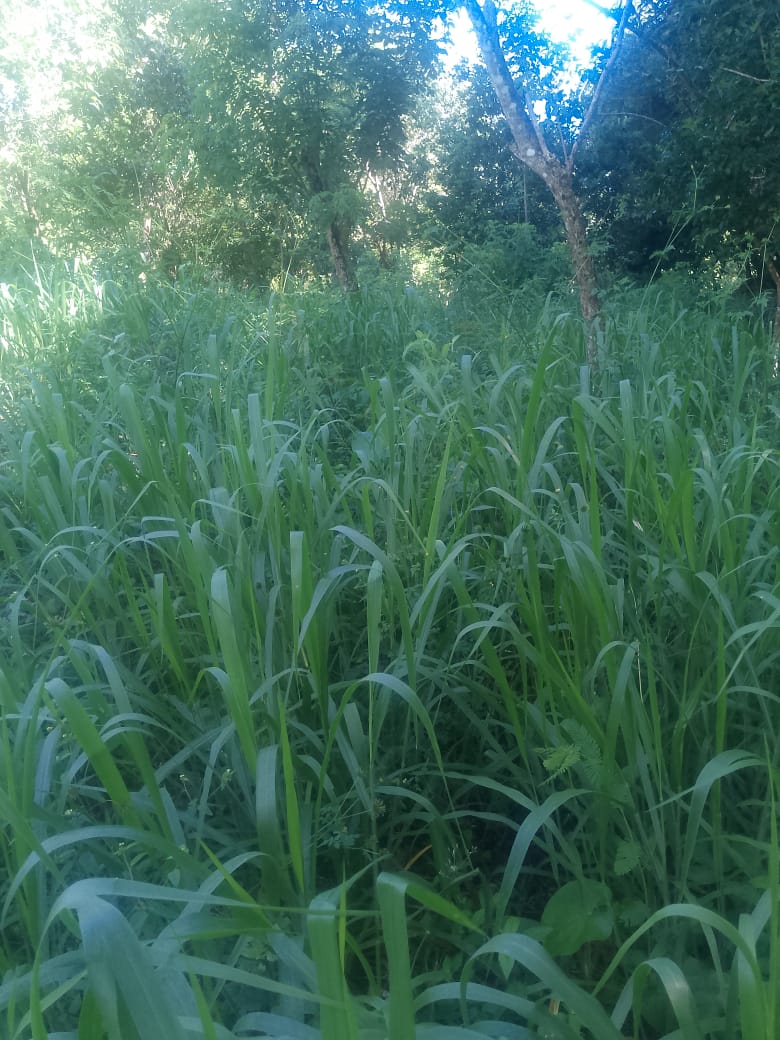 Oportunidad finca de 850 tareas con vocación ganaderra y agrícola en J Foto 7293752-4.jpg