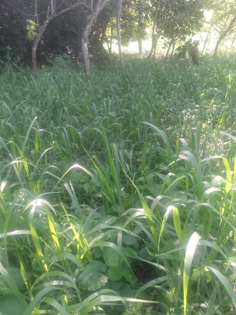 Oportunidad finca de 850 tareas con vocación ganaderra y agrícola en J Foto 7293752-5.jpg
