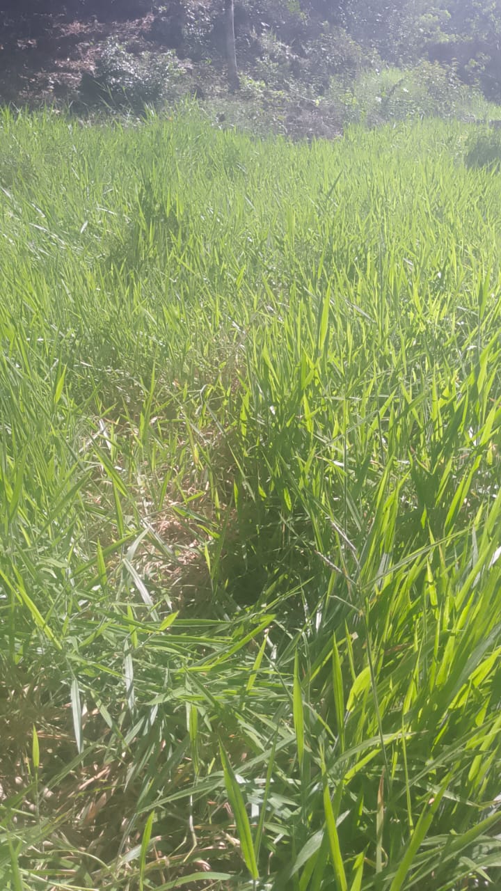 Oportunidad finca de 850 tareas con vocación ganaderra y agrícola en J Foto 7293752-6.jpg