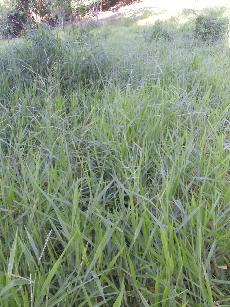 Oportunidad finca de 850 tareas con vocación ganaderra y agrícola en J Foto 7293752-7.jpg