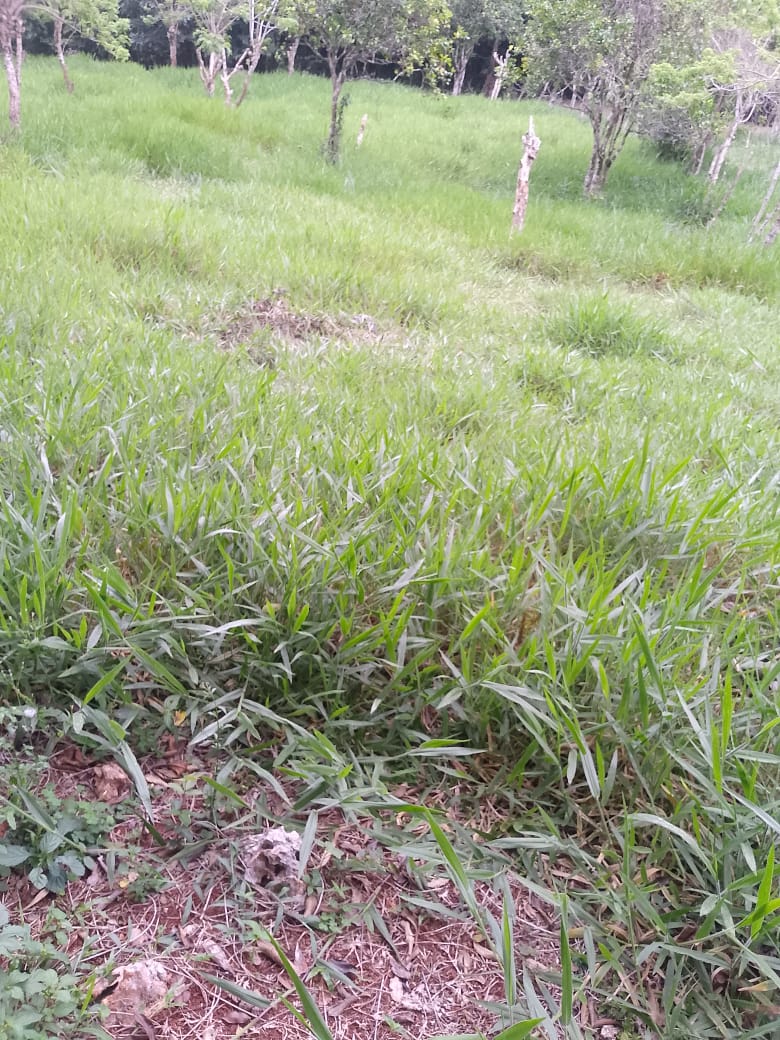 Oportunidad finca de 850 tareas con vocación ganaderra y agrícola en J Foto 7293752-8.jpg