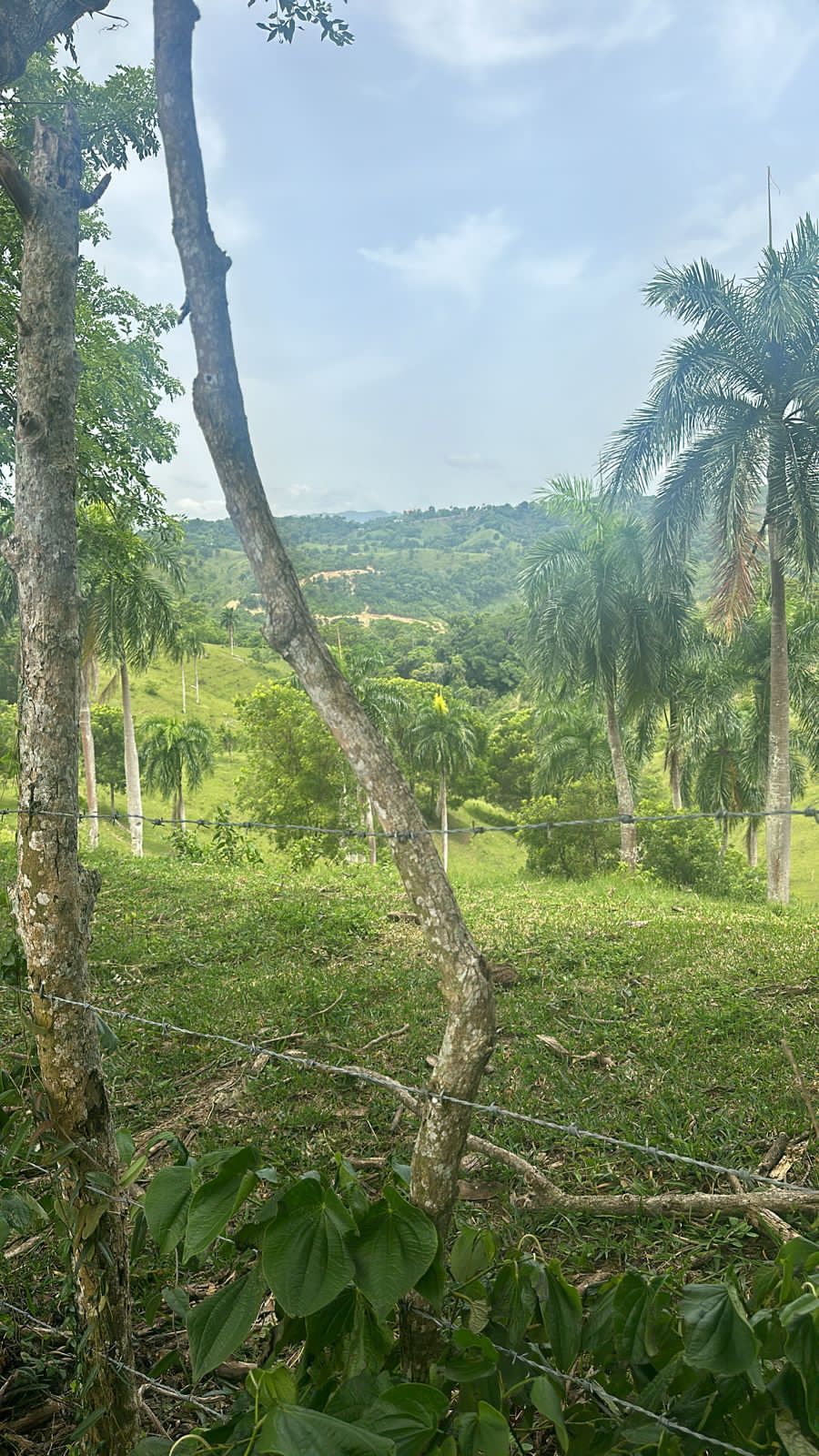 Vendo de oportunidad finca de 1045 tareas apta para la ganadería agric Foto 7293763-4.jpg