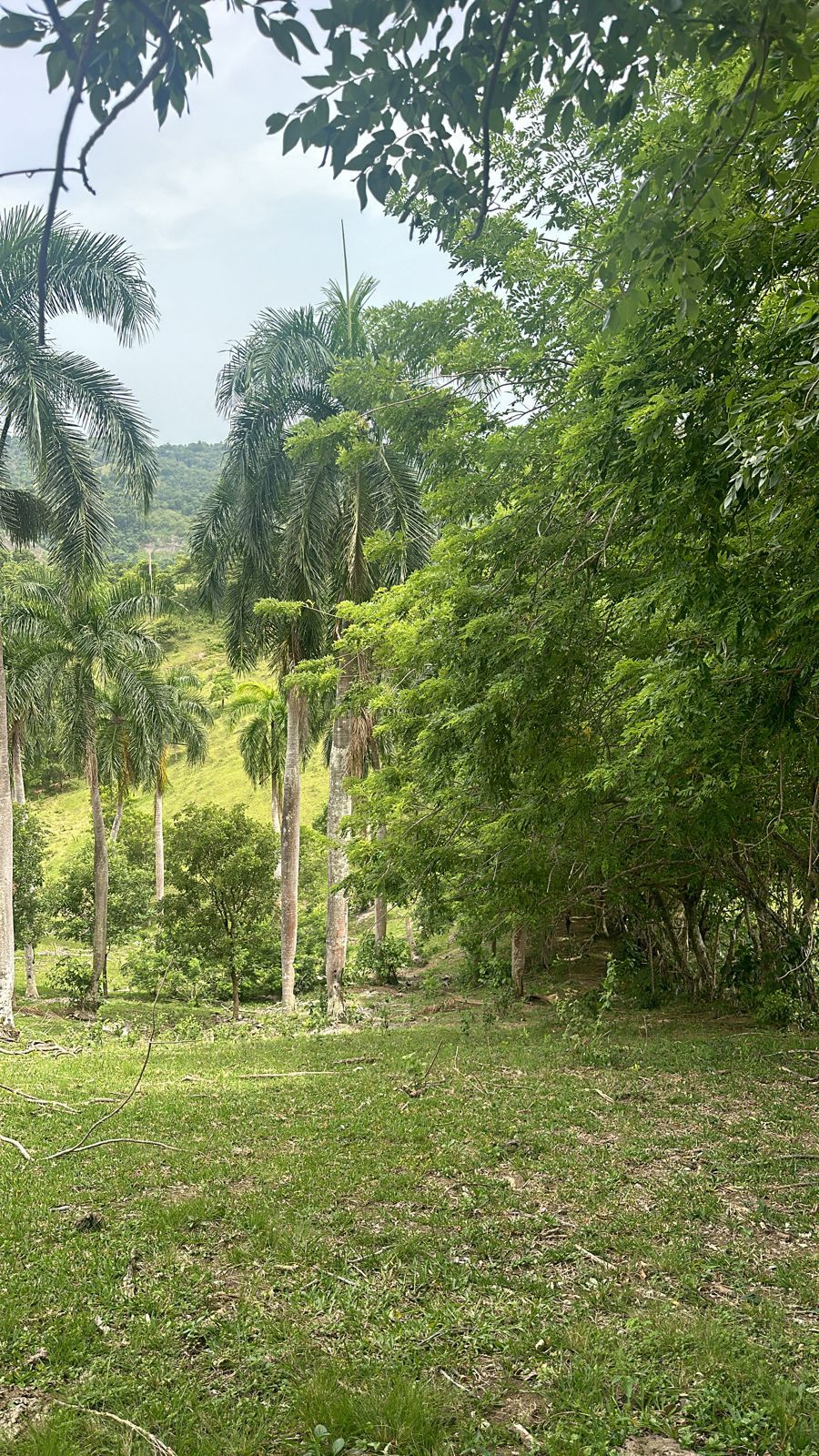 Vendo de oportunidad finca de 1045 tareas apta para la ganadería agric Foto 7293763-7.jpg