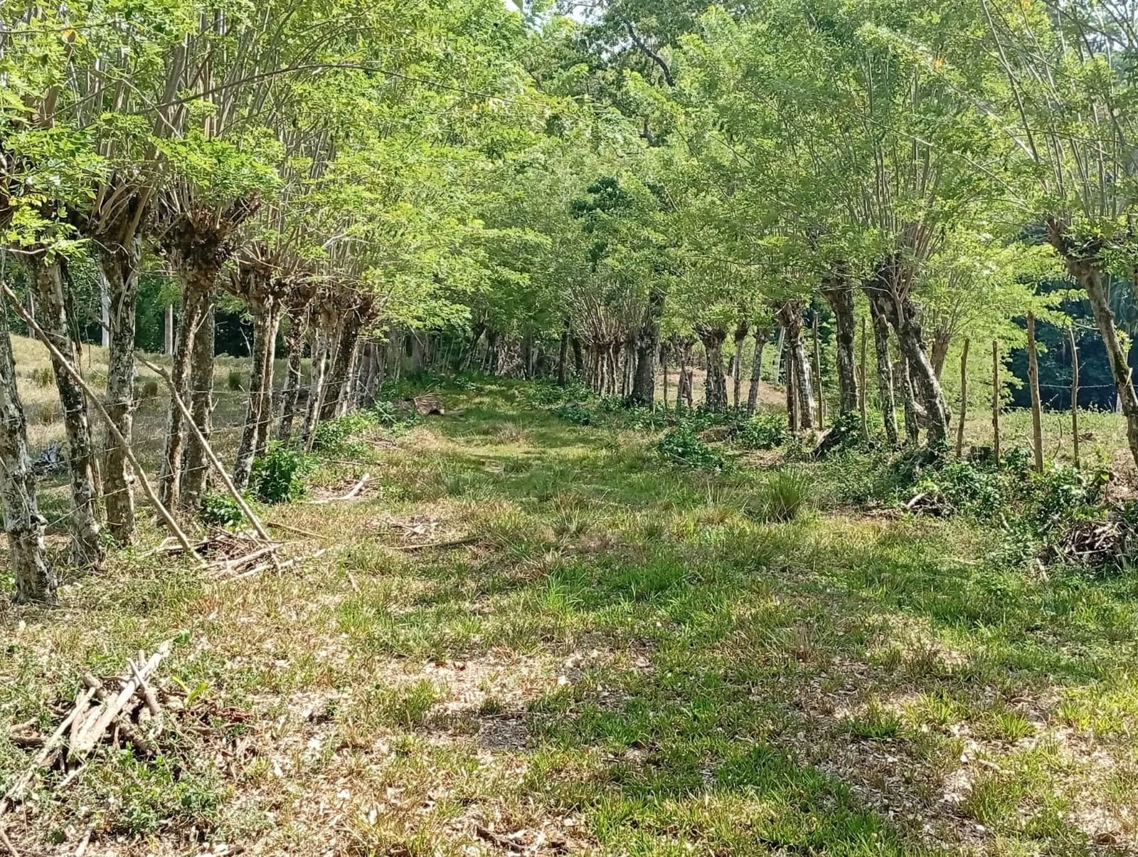 Finca de 2522 tareas totalmente ganadera con vocación eco-turísticas p Foto 7293765-11.jpg