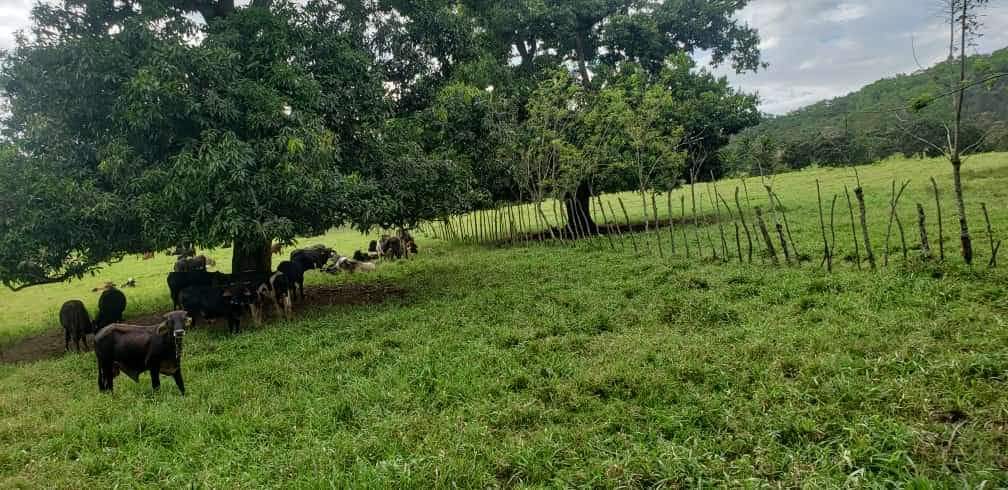 Finca de 3750 tareas ganaderas totalmente equipadas en  La vaga  Foto 7293766-3.jpg