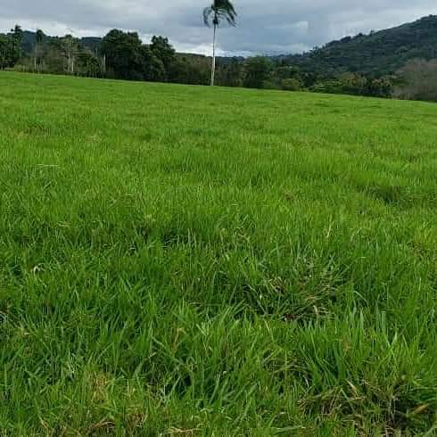 Finca de 3750 tareas ganaderas totalmente equipadas en  La vaga  Foto 7293766-6.jpg