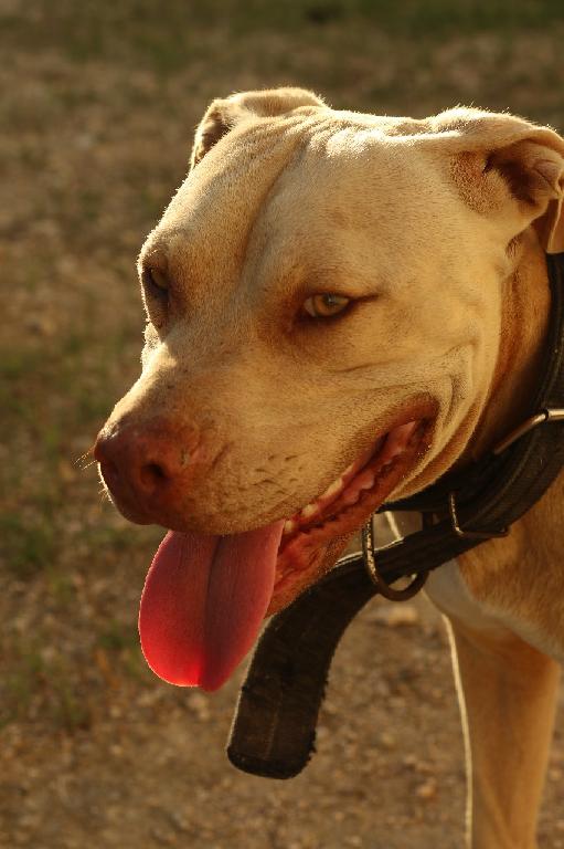 Pitbull Terrier Red Nose De 3 Años en La Altagracia Foto 7293855-1.jpg