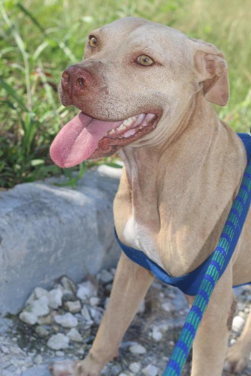 Pitbull Terrier Red Nose De 3 Años en La Altagracia Foto 7293855-2.jpg