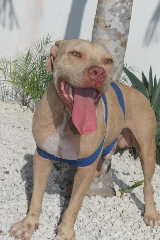 Pitbull Terrier Red Nose De 3 Años en La Altagracia Foto 7293855-3.jpg