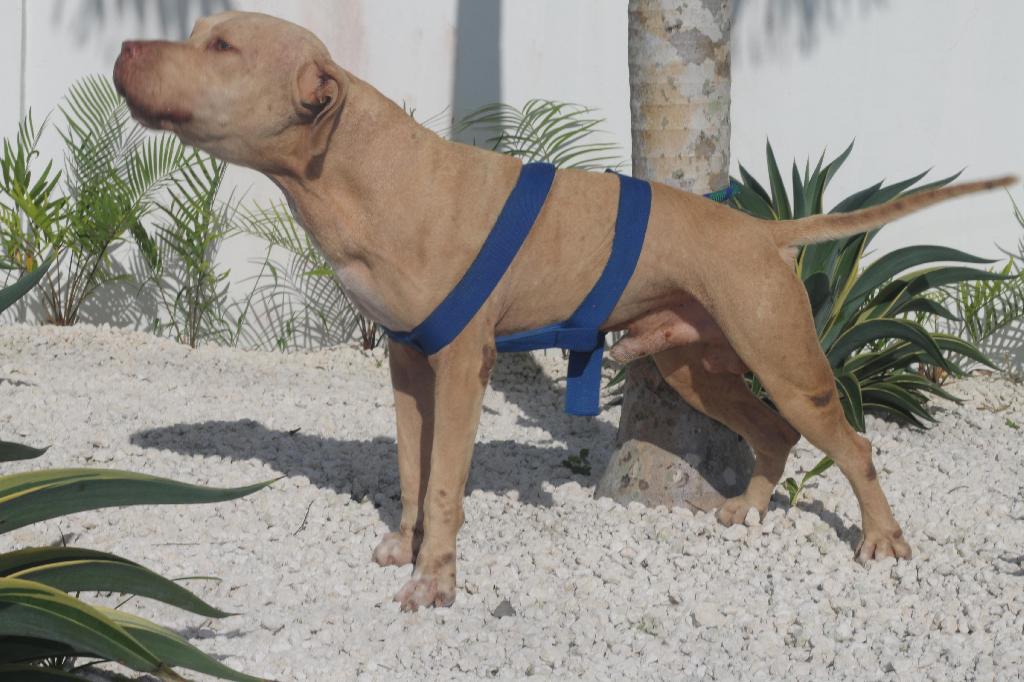 Pitbull Terrier Red Nose De 3 Años en La Altagracia Foto 7293855-4.jpg