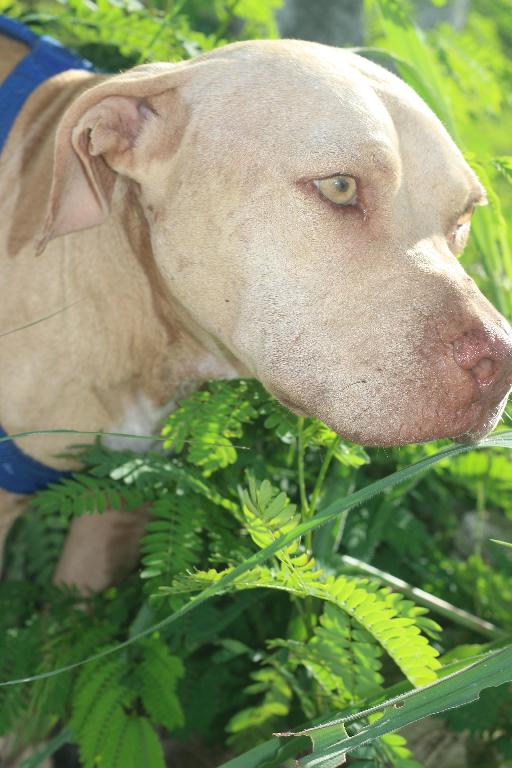 Pitbull Terrier Red Nose De 3 Años en La Altagracia Foto 7293855-7.jpg