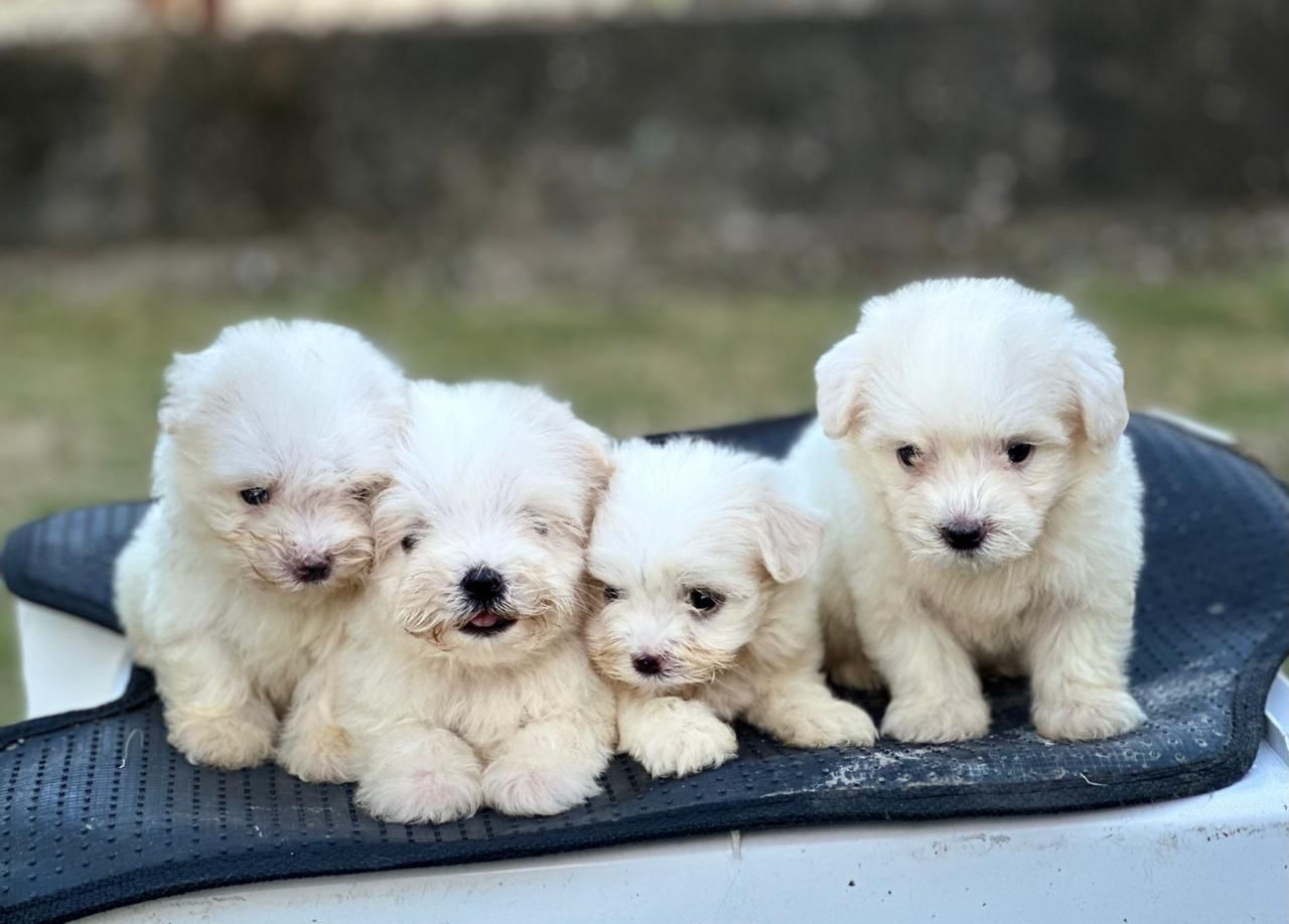 Hermosos Maltés Bichón  Foto 7294021-1.jpg