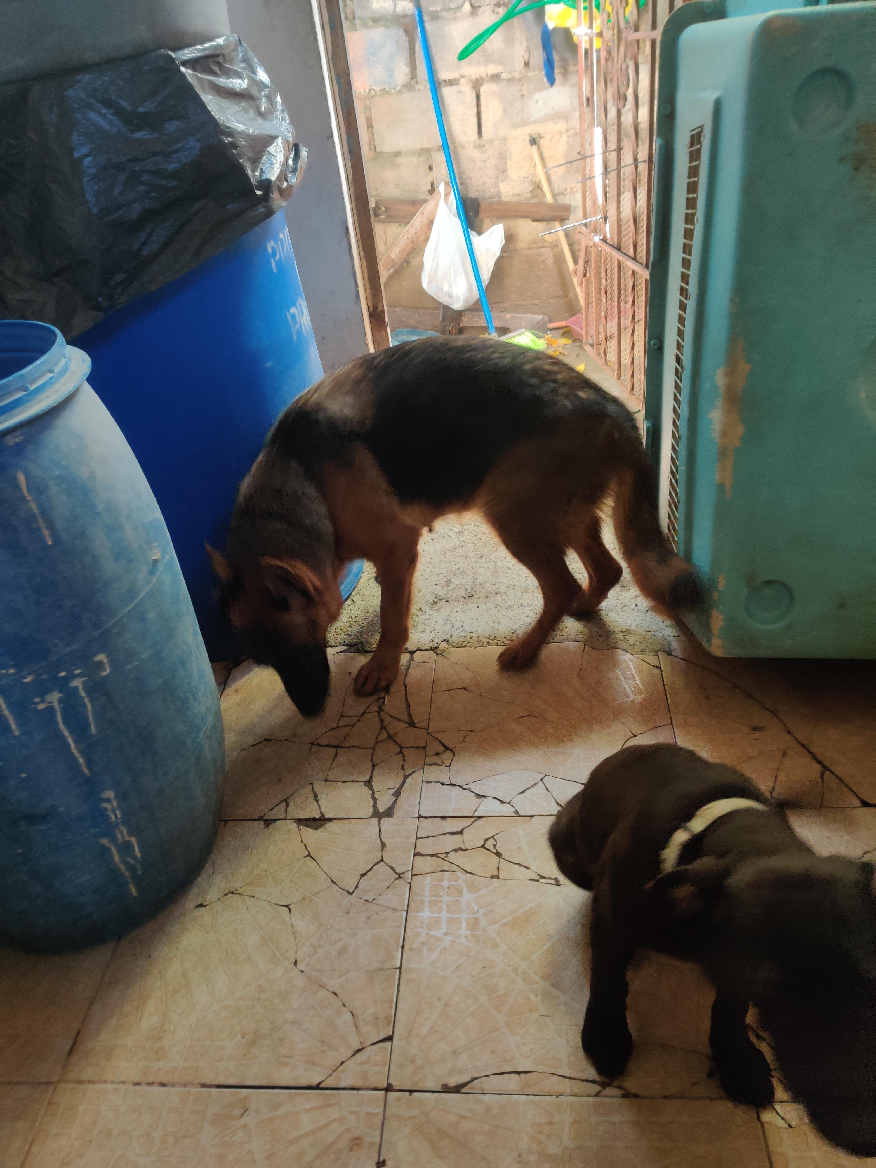 Cachorra pastor alemán  en Santo Domingo Este Foto 7294136-2.jpg