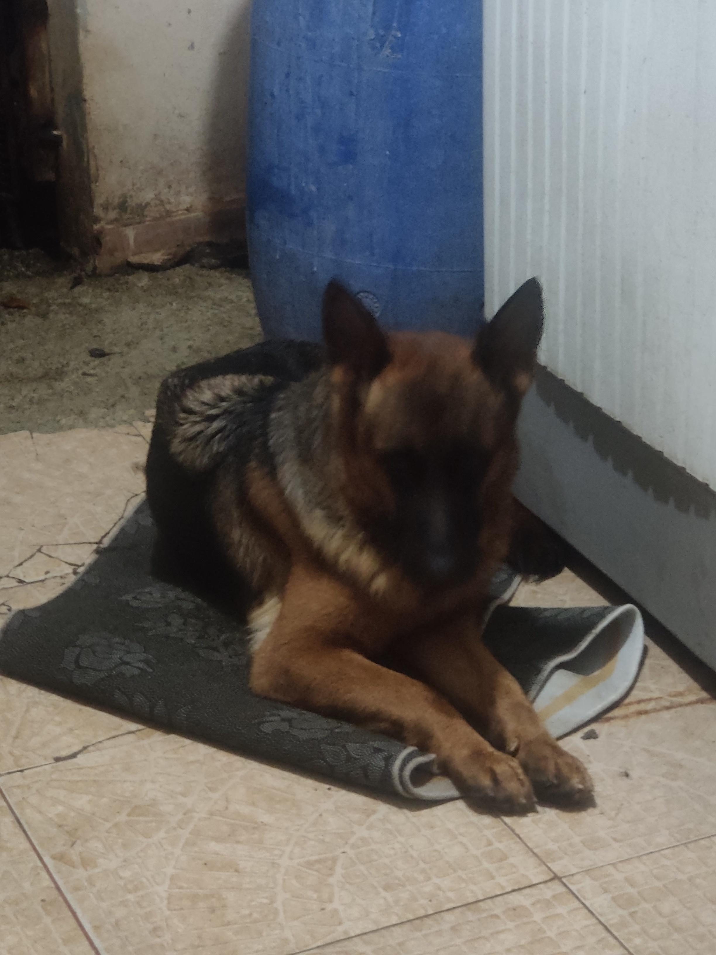 Cachorra pastor alemán  en Santo Domingo Este Foto 7294136-4.jpg