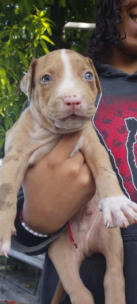 Dos perro pitbull merle en Barahona Foto 7294249-1.jpg