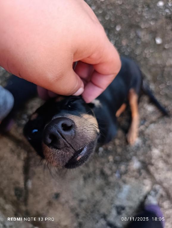 Adopta perrito. CHiguagua Foto 7294539-1.jpg