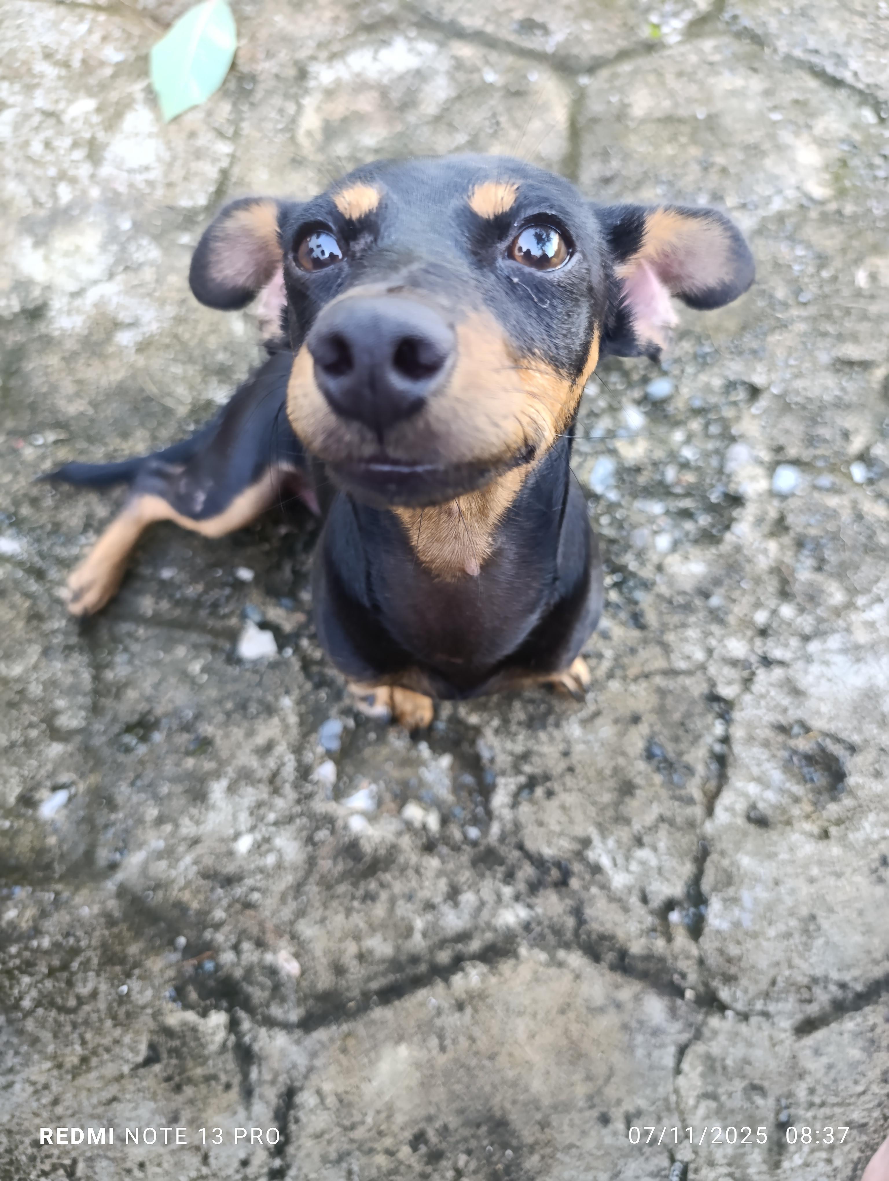 Adopta perrito. CHiguagua Foto 7294539-2.jpg