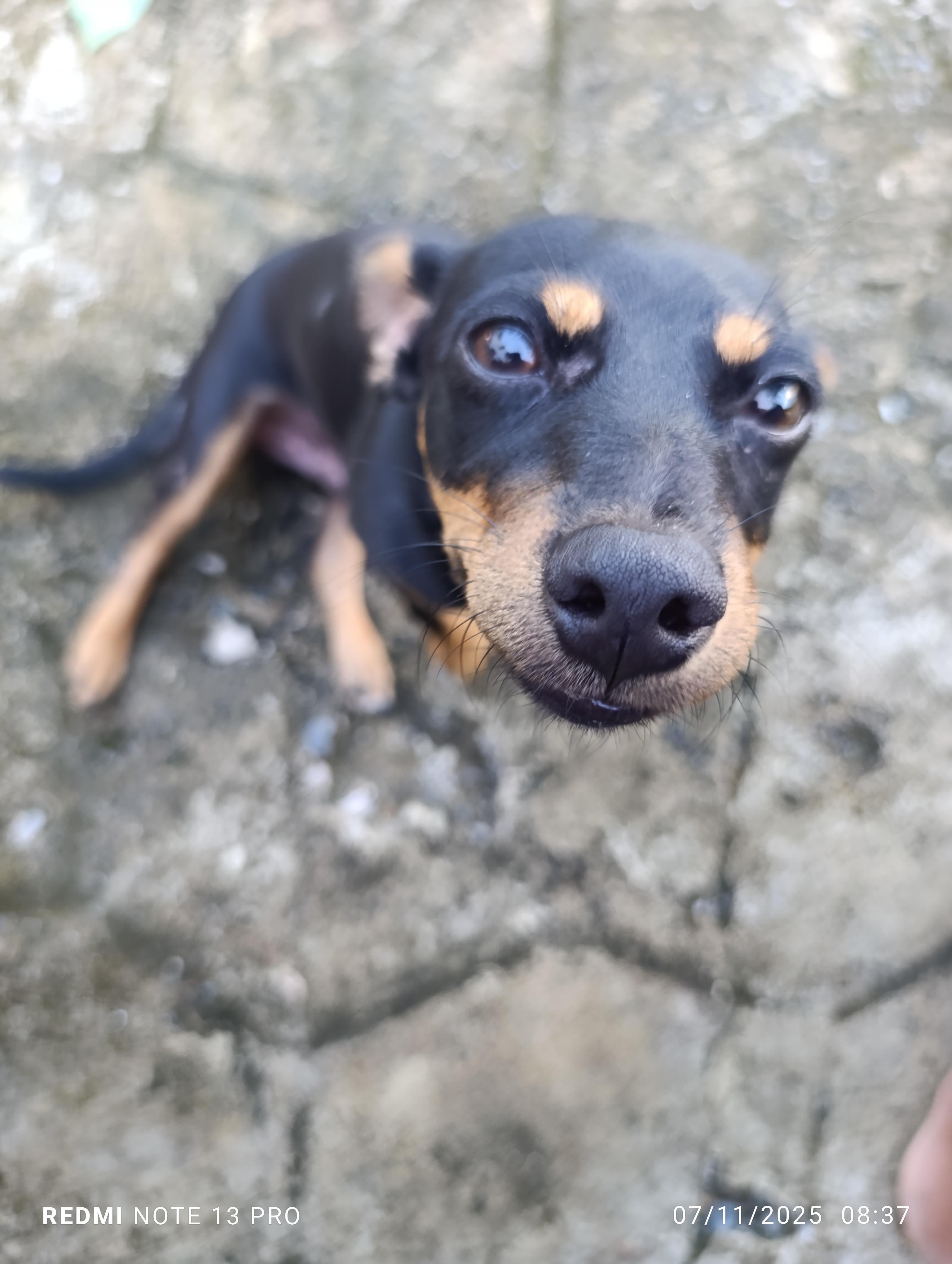Adopta perrito. CHiguagua Foto 7294539-3.jpg