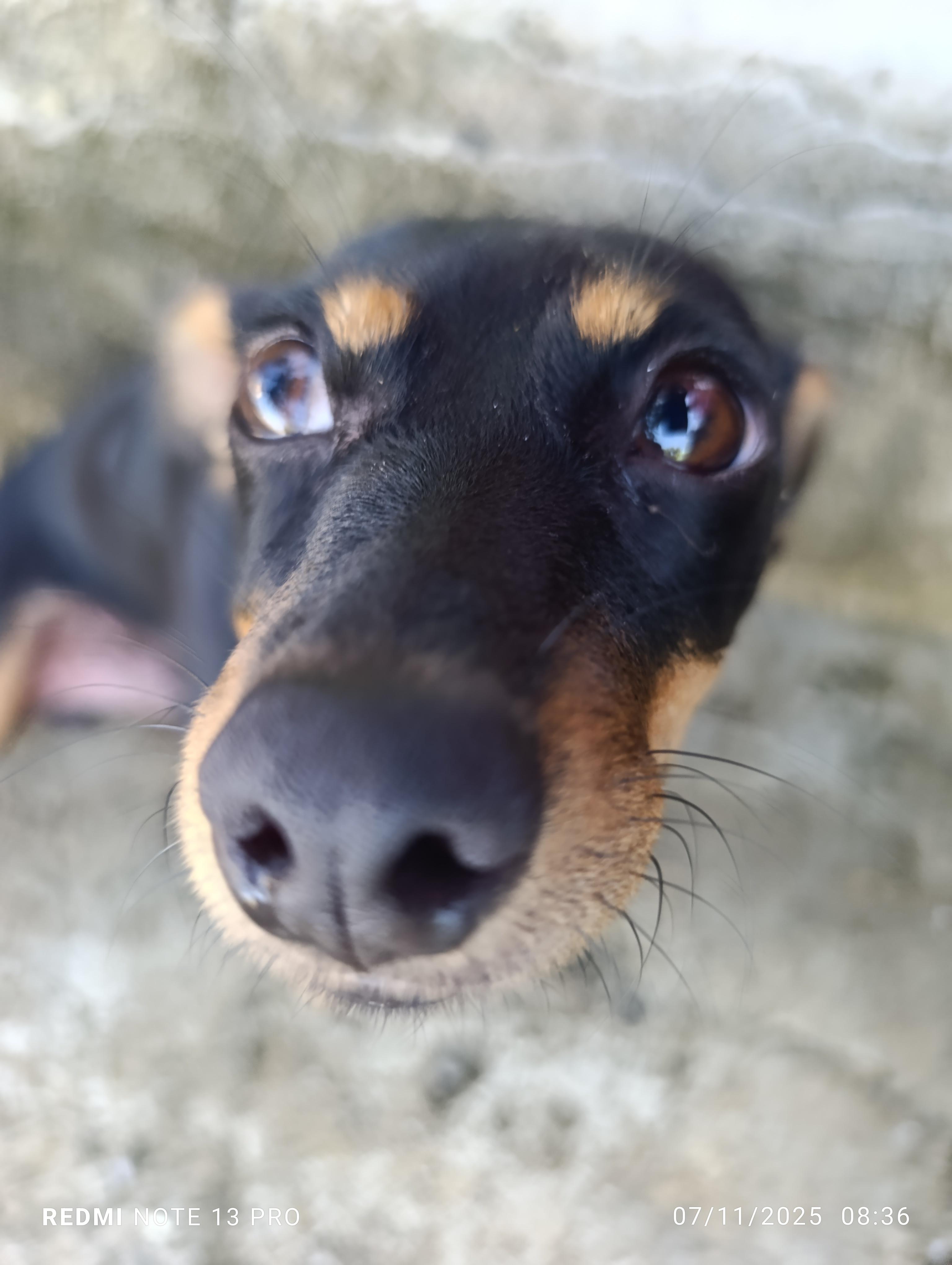 Adopta perrito. CHiguagua Foto 7294539-4.jpg