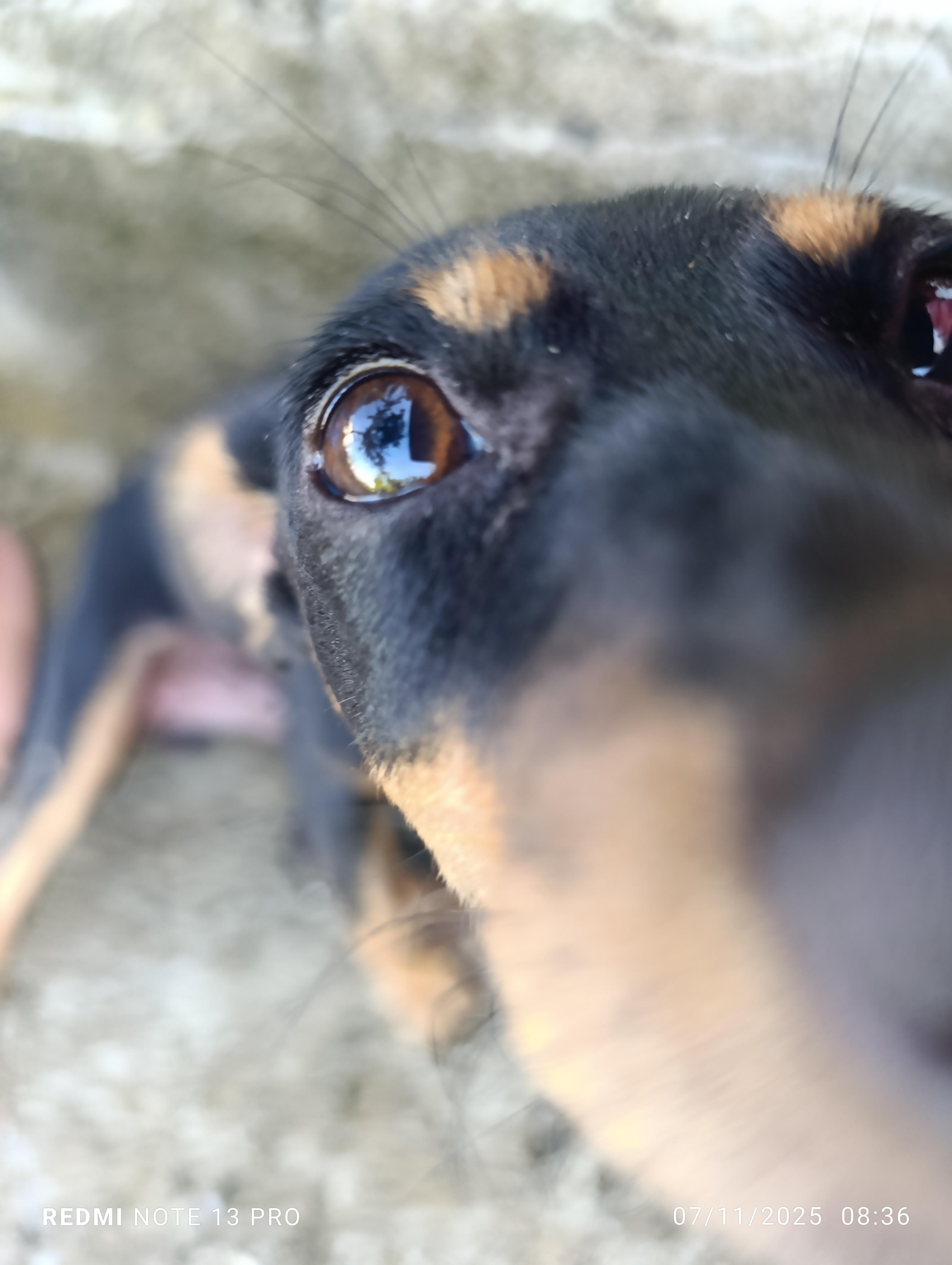 Adopta perrito. CHiguagua Foto 7294539-5.jpg