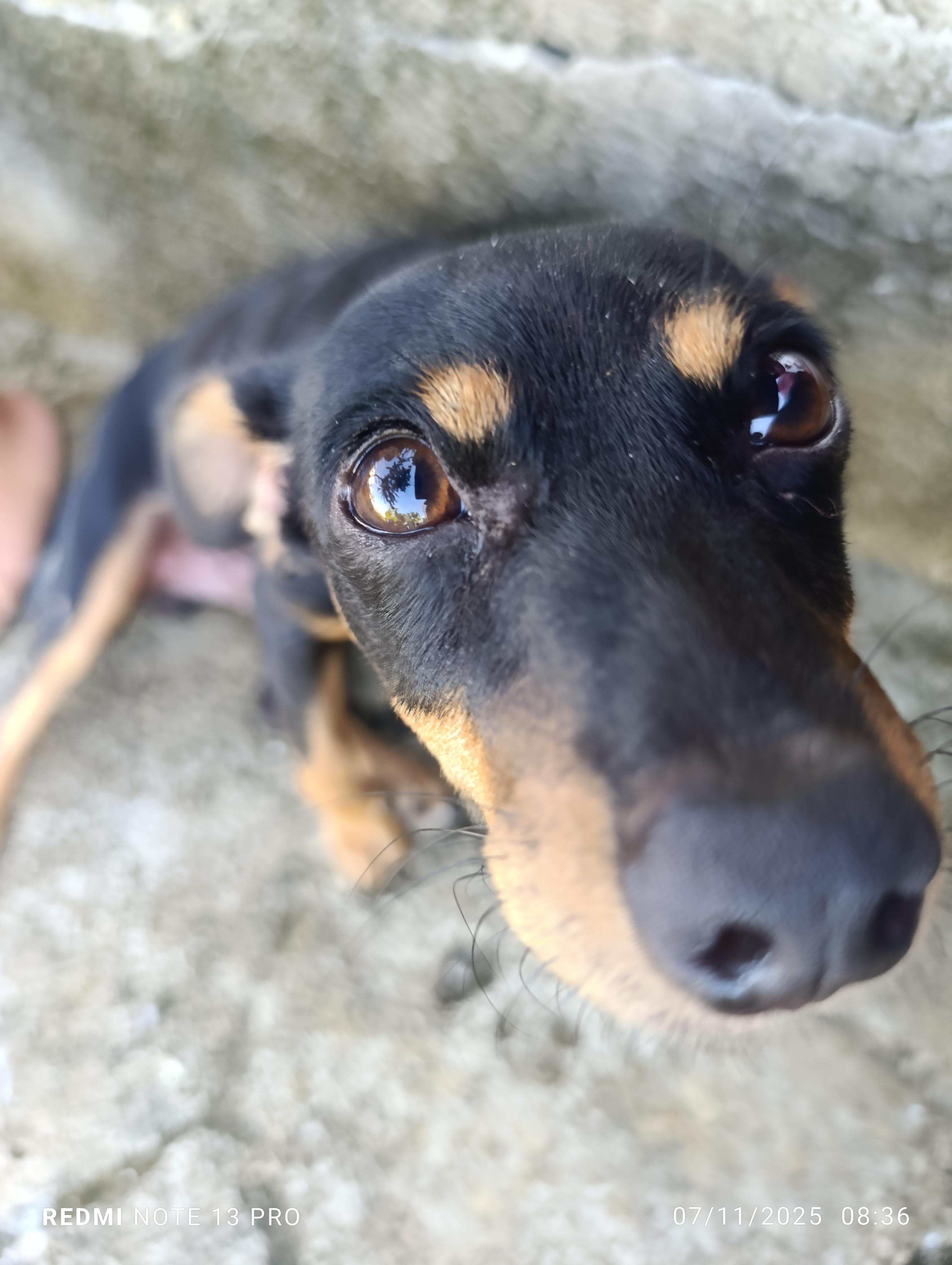 Adopta perrito. CHiguagua Foto 7294539-6.jpg