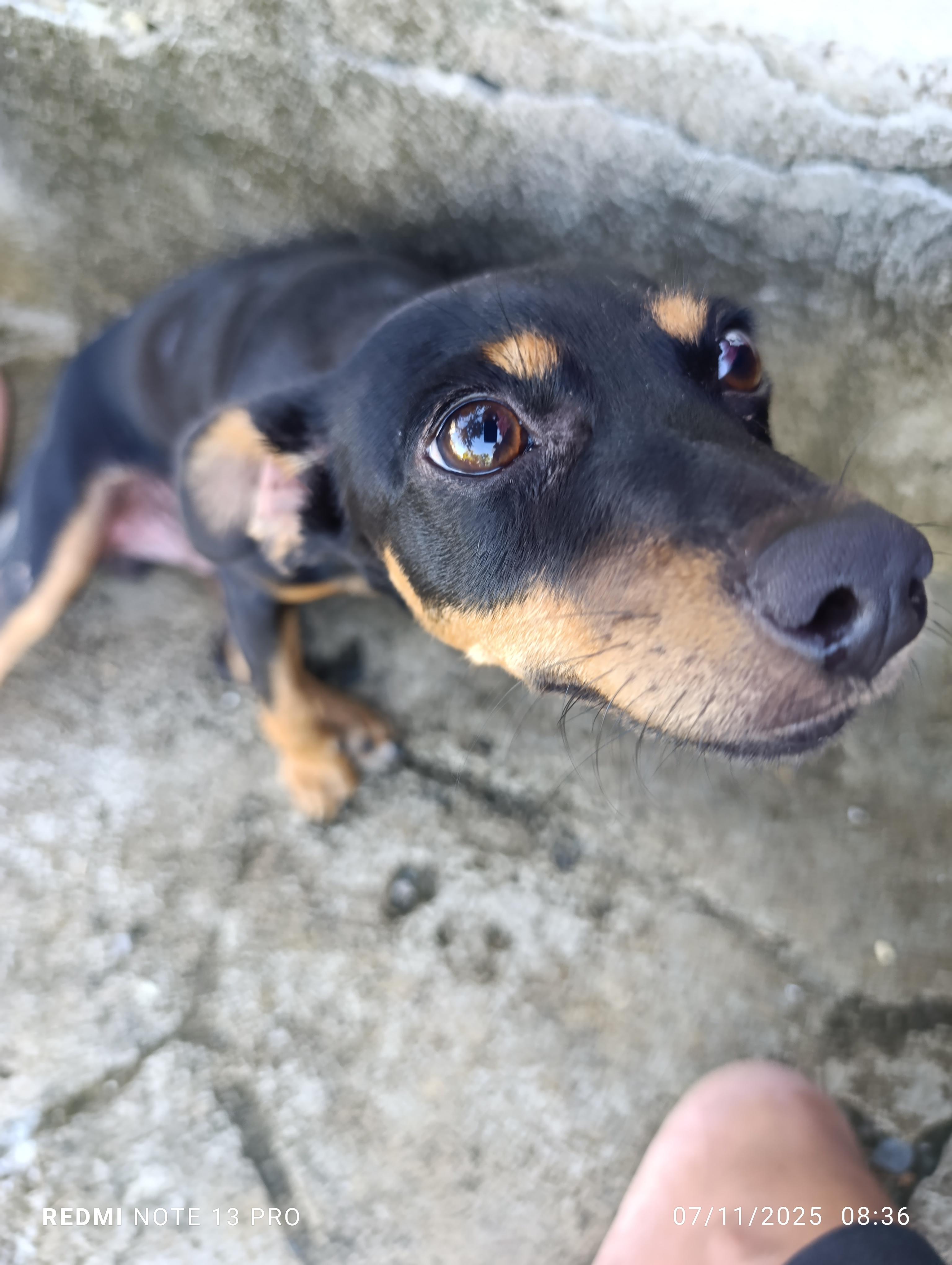 Adopta perrito. CHiguagua Foto 7294539-7.jpg