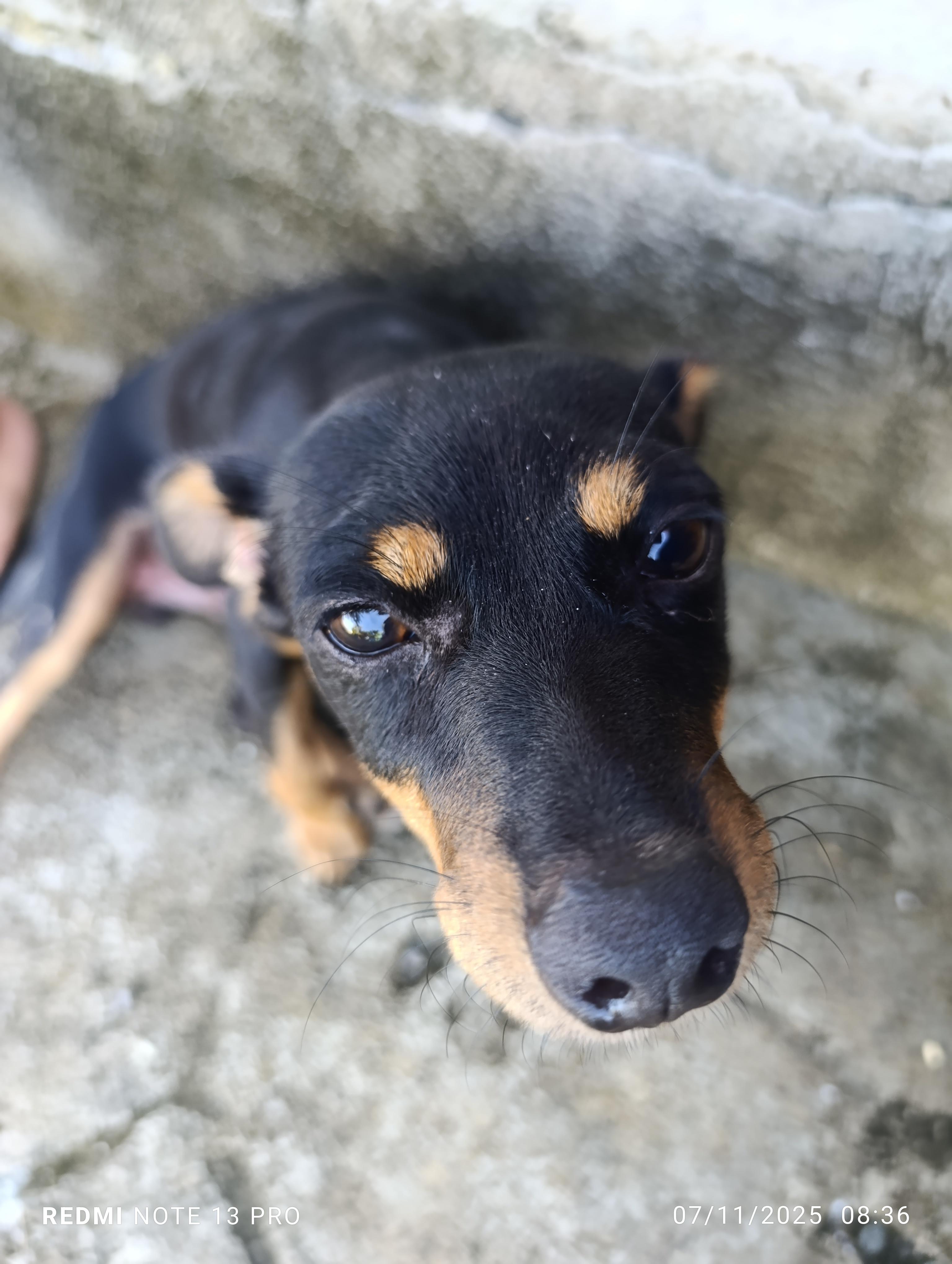 Adopta perrito. CHiguagua Foto 7294539-8.jpg