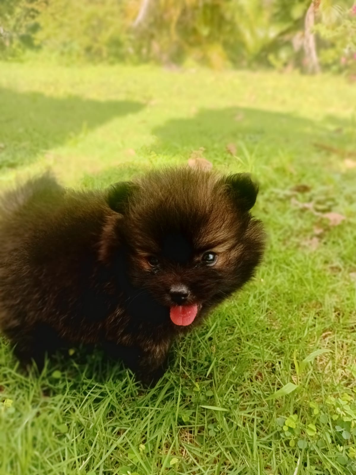 Pomerania cara de oso enana Foto 7294574-1.jpg