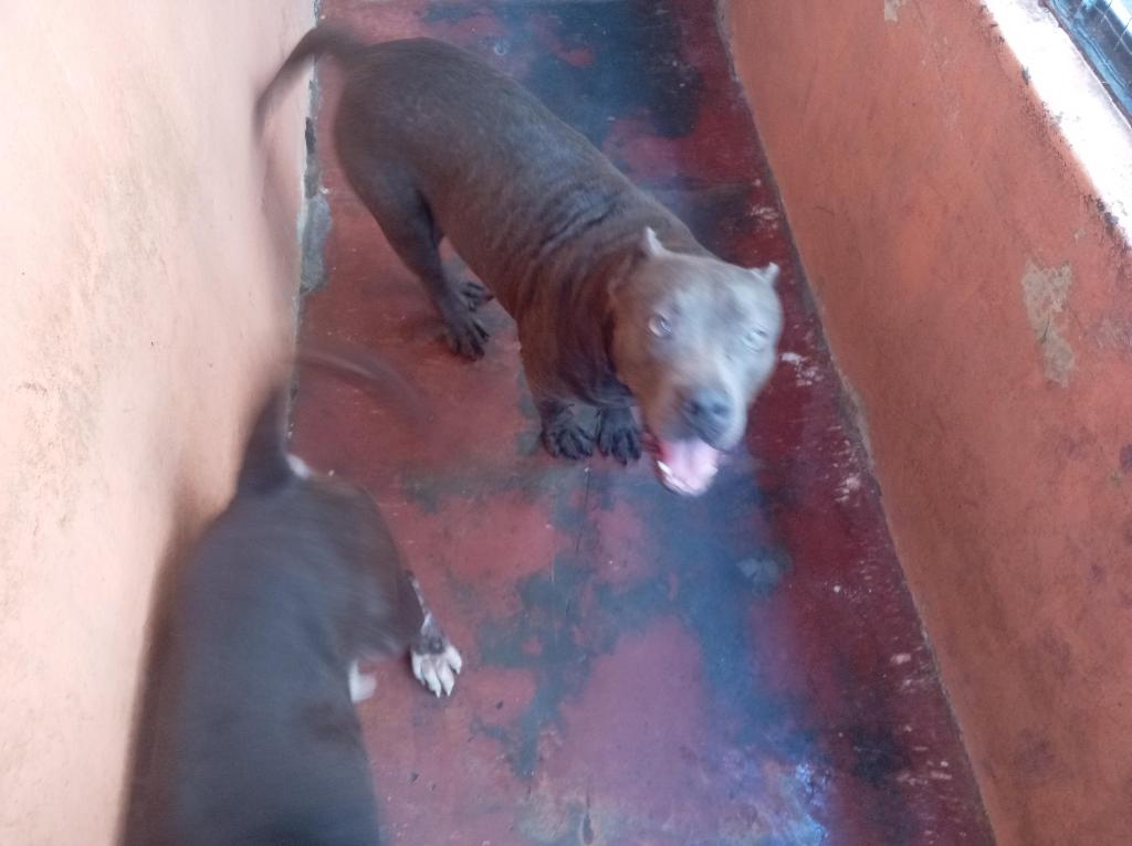 pitbull blue hembra 3 años muy dócil de linia  a parido 2 camada de 9  Foto 7294716-1.jpg