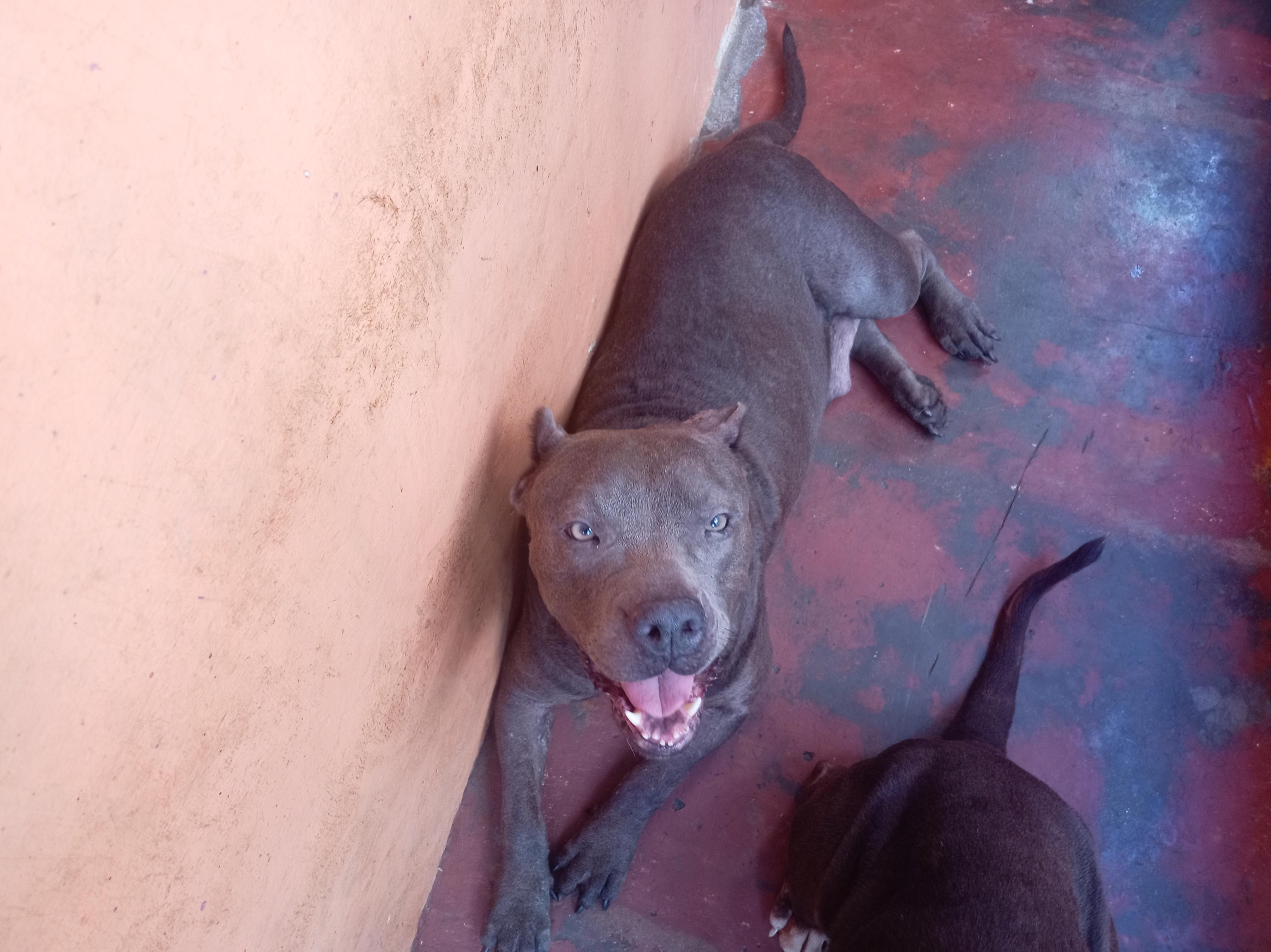 pitbull blue hembra 3 años muy dócil de linia  a parido 2 camada de 9  Foto 7294716-10.jpg
